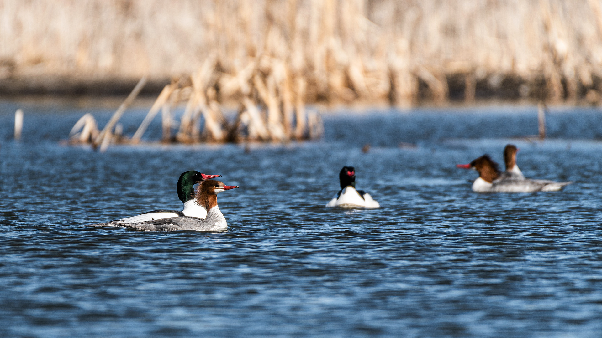Common Mergansers at the Marshall Springs ponds in Fish Creek Provincial Park