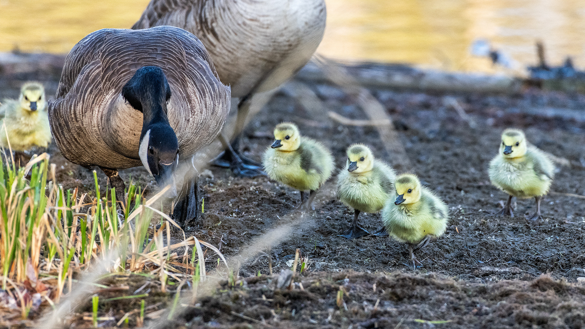 Canada Goose pair with goslings, Inglewood Bird Sanctuary & Nature Centre, Calgary, Alberta