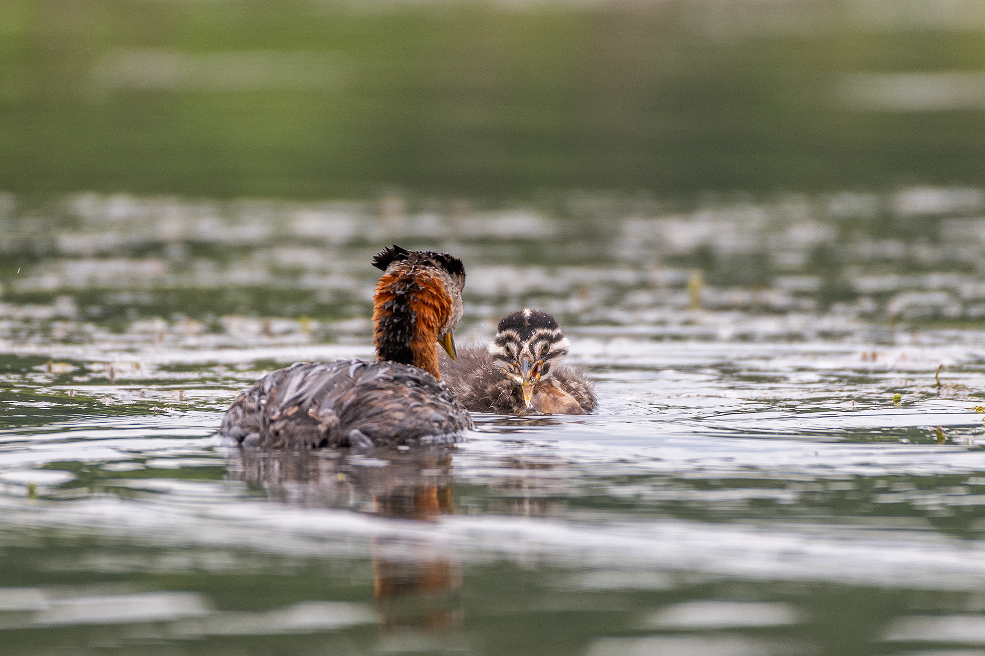 Red-necked Grebes (one female, one immature), Marshall Springs - Fish Creek Prov. Park, Calgary, AB