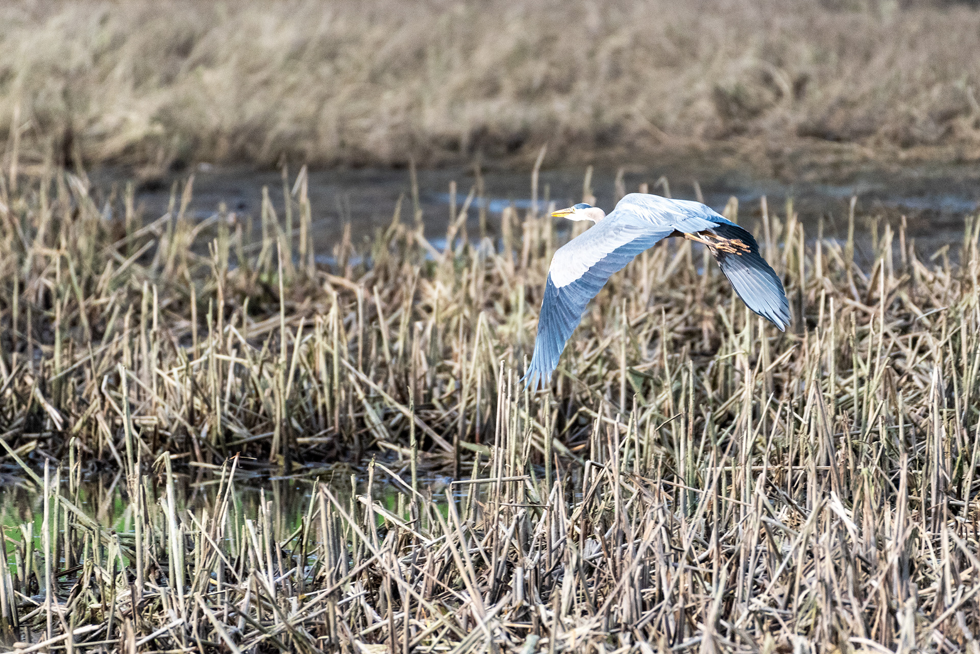 Great Blue Heron