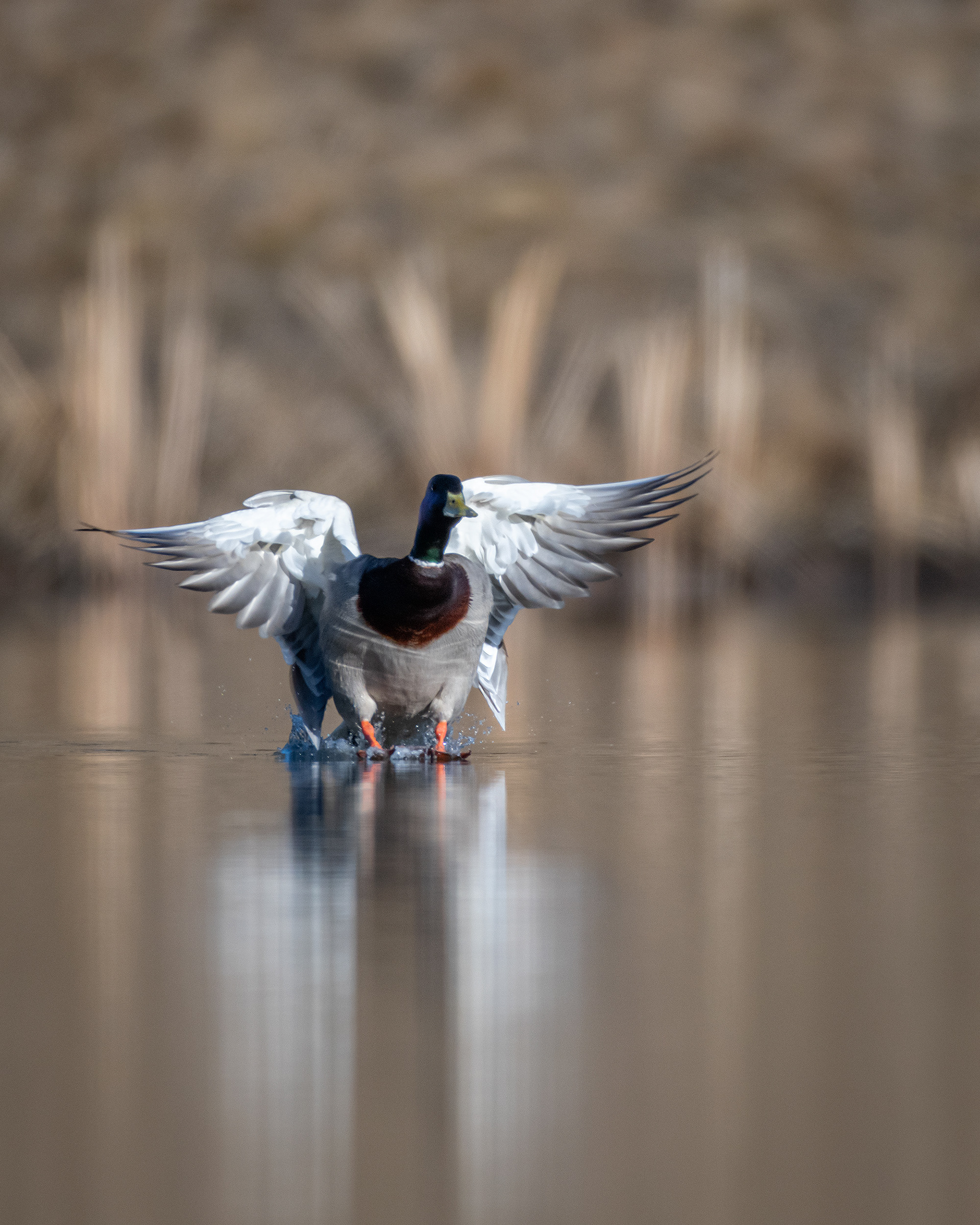 Mallard (male), Marshall Springs, Fish Creek Provincial Park, Calgary, AB