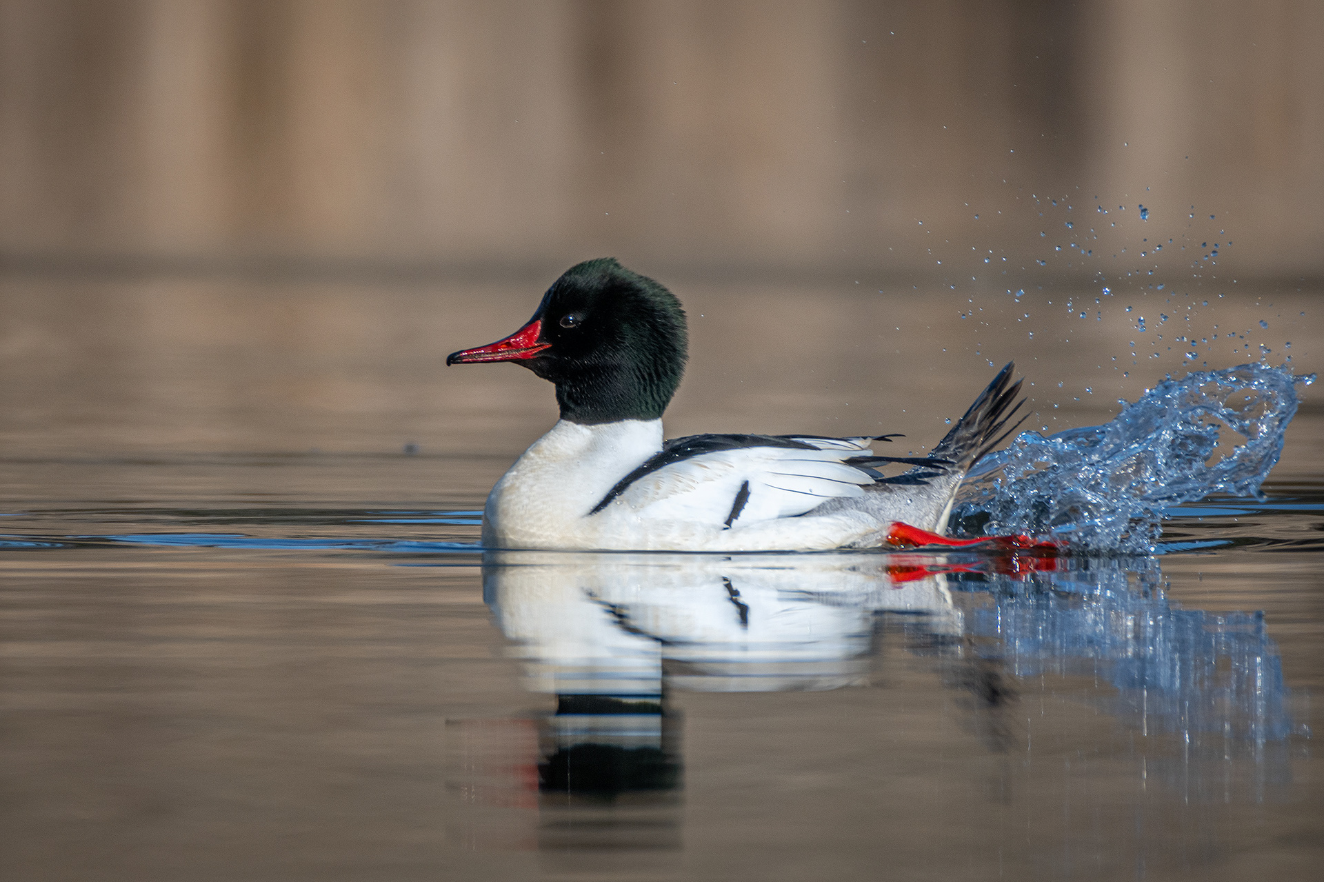 Common Merganser (male), Marshall Springs, Fish Creek Provincial Park, Calgary, AB