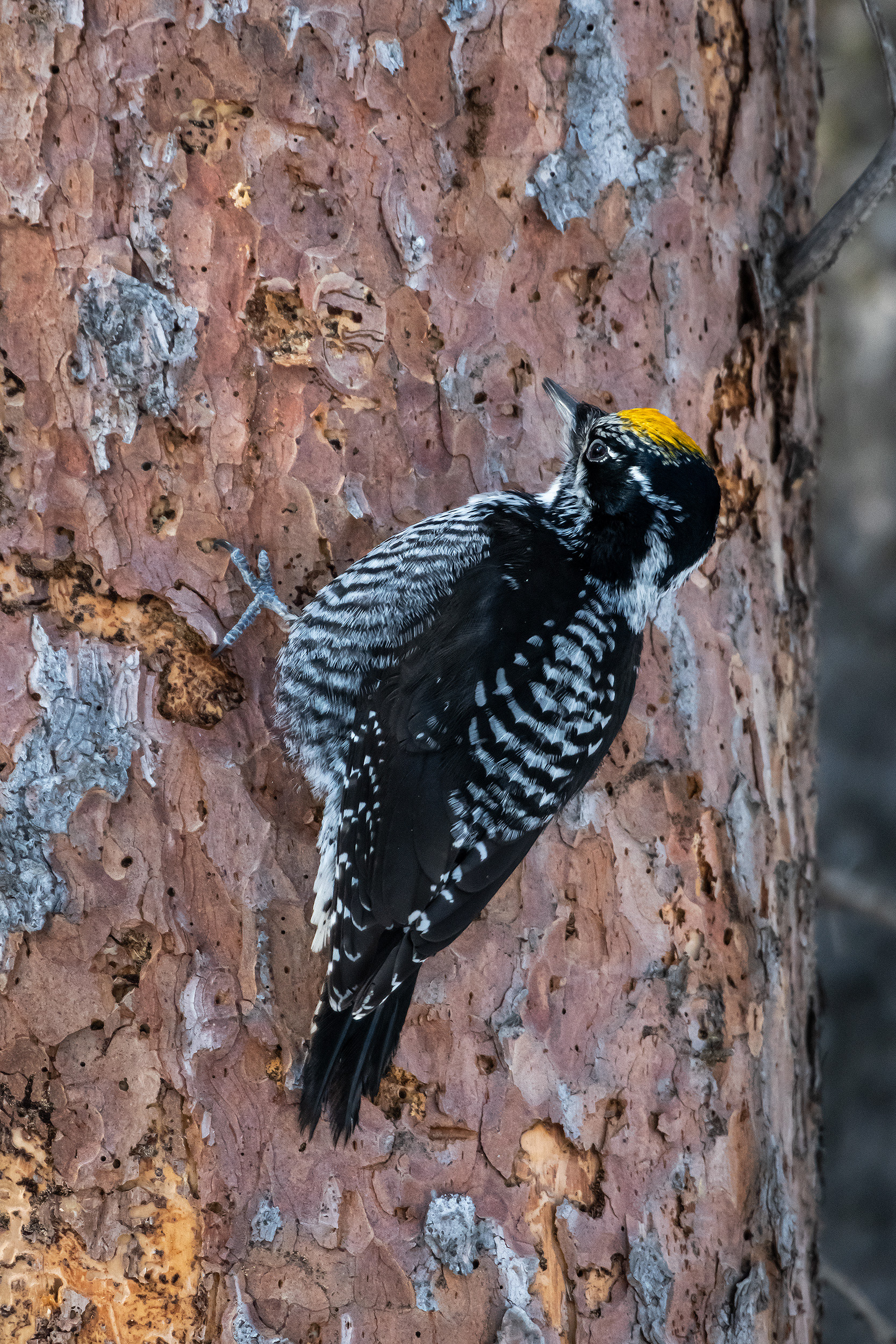 Three-toed Woodpecker (male), near the Marshall Springs area of Fish Creek Provincial Park, Calgary, AB