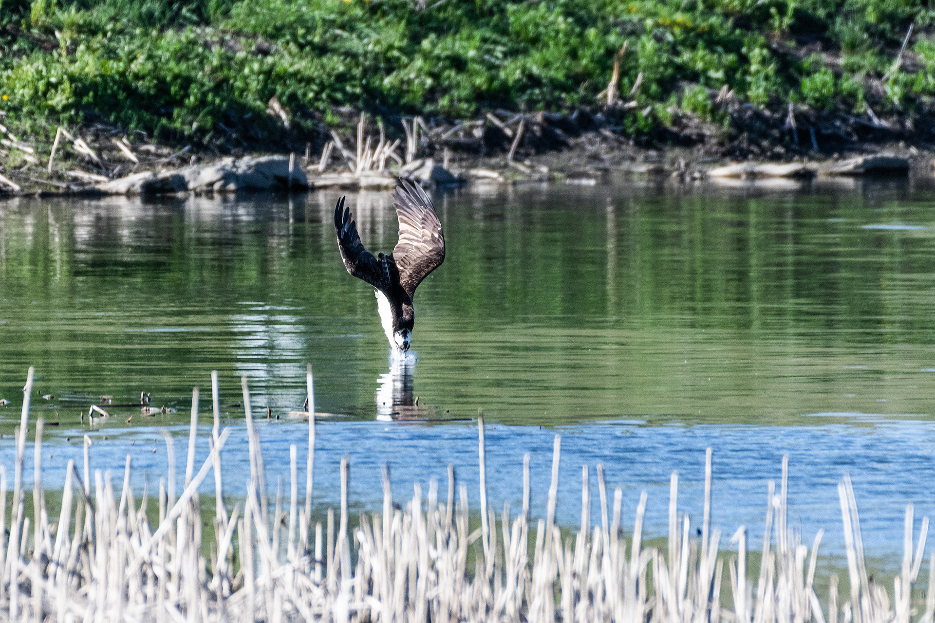 Osprey strikes the water surface, in a dive, at a Marshall Springs pond in Fish Creek Provincial Park, Calgary, Alberta