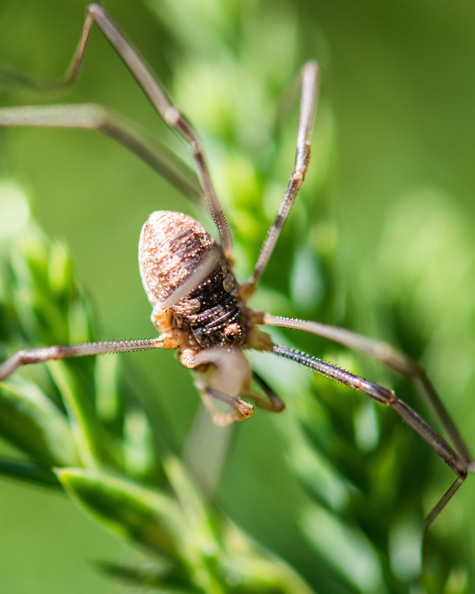 Spider, Bridlewood, Calgary, AB