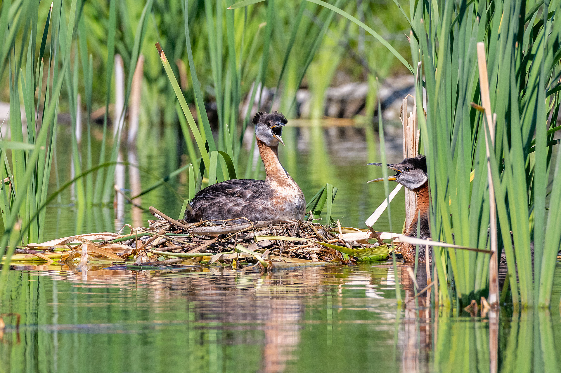Red-necked Grebe pair calling at their nest, Marshall Springs - Fish Creek Prov. Park, Calgary, AB