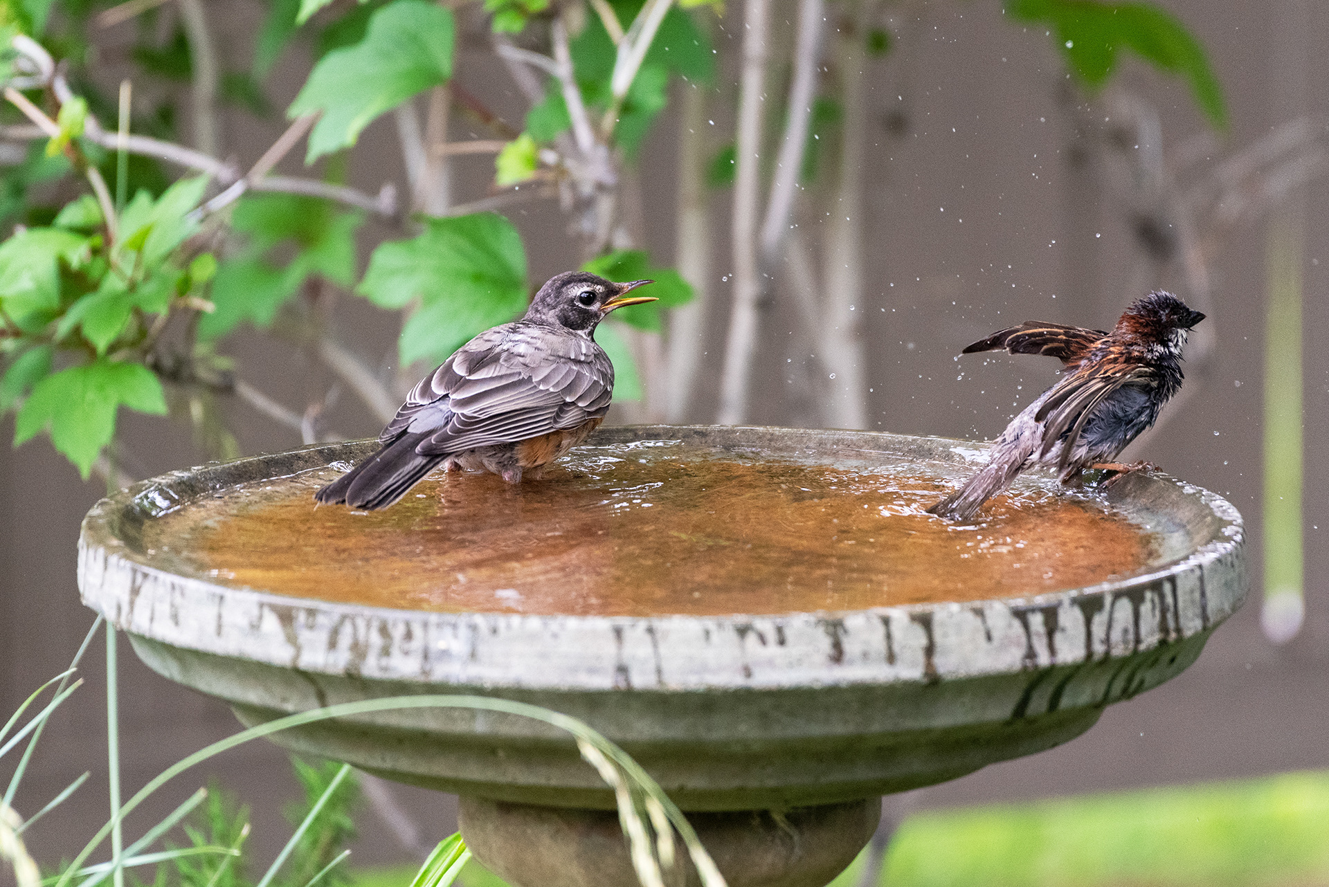 Young American Robin lets the young House Sparrow know that enough is enough