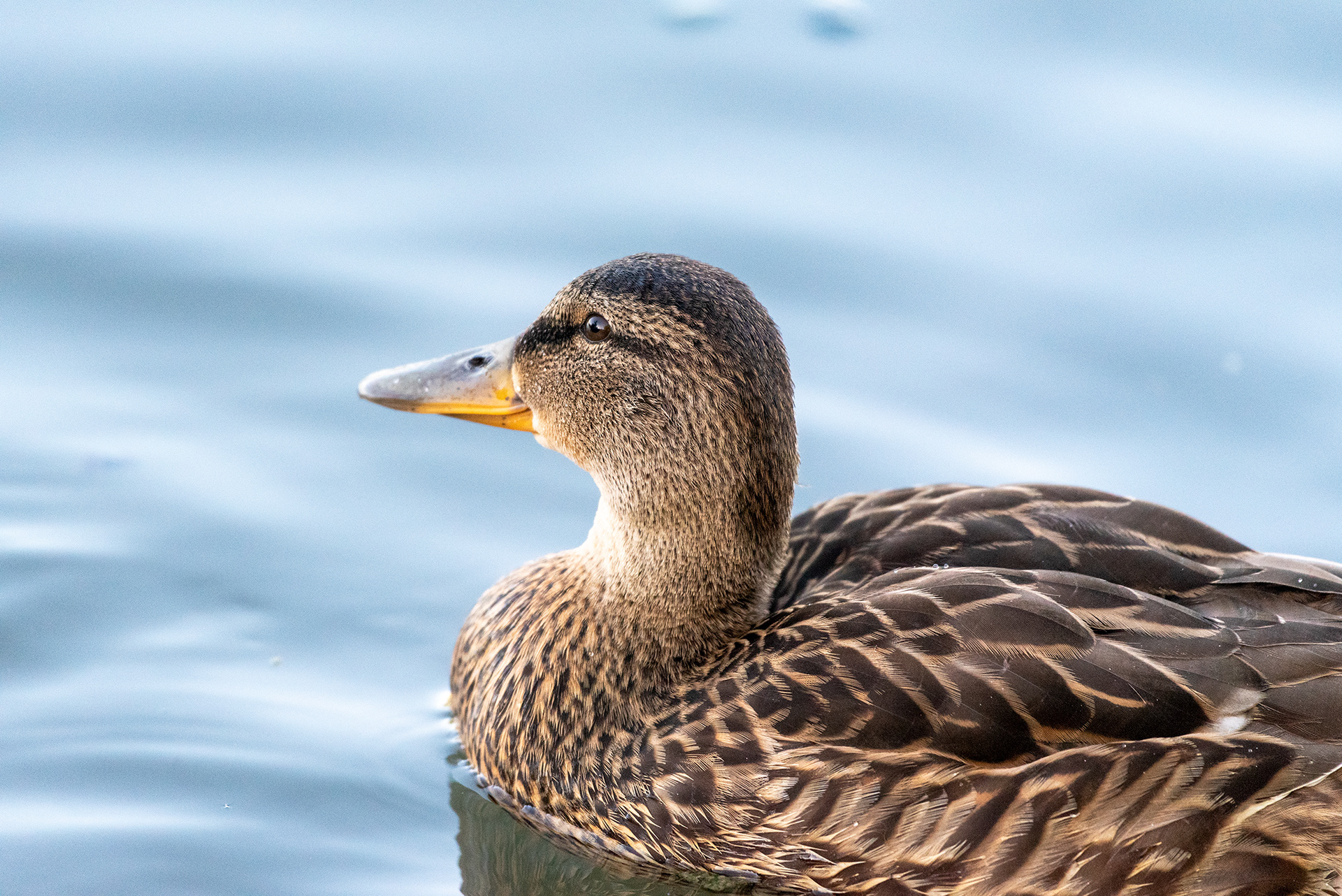 Mallard