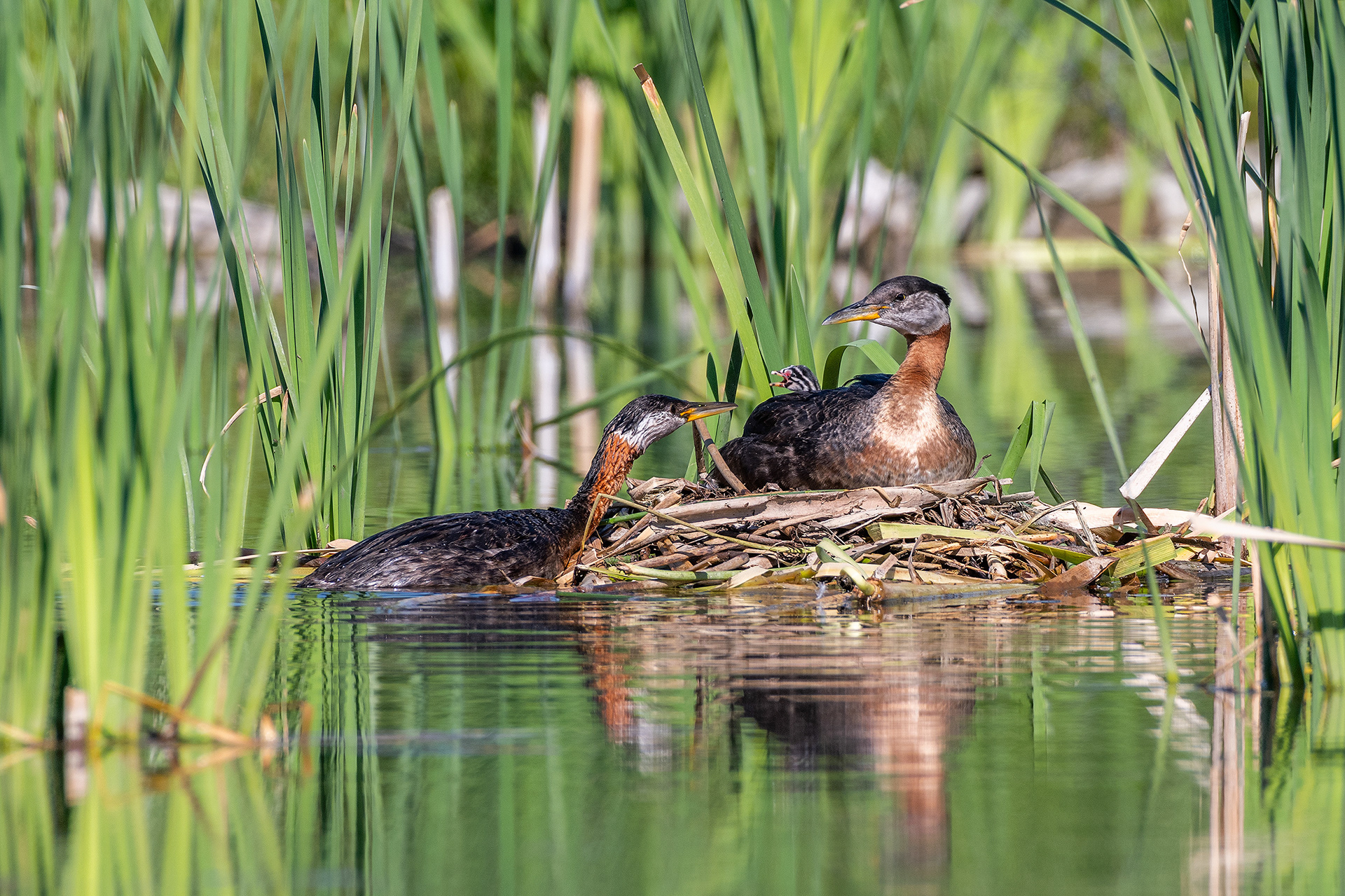 Red-necked Grebe pair at their nest with a chick (male on the nest, female feeding the chick), Marshall Springs - Fish Creek Prov. Park, Calgary, AB