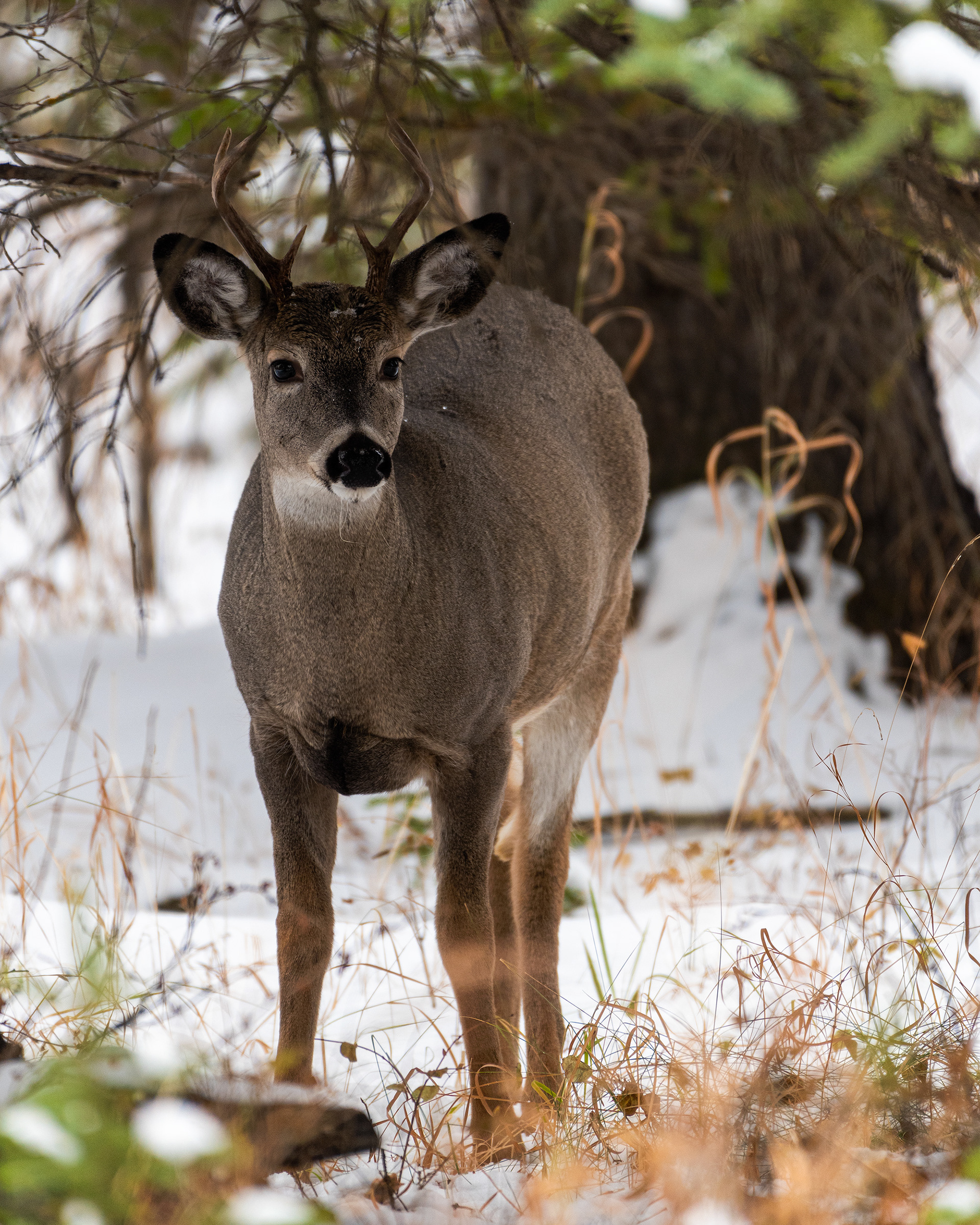 White-tailed Deer near the Marshall Springs ponds in Fish Creek Provincial Park