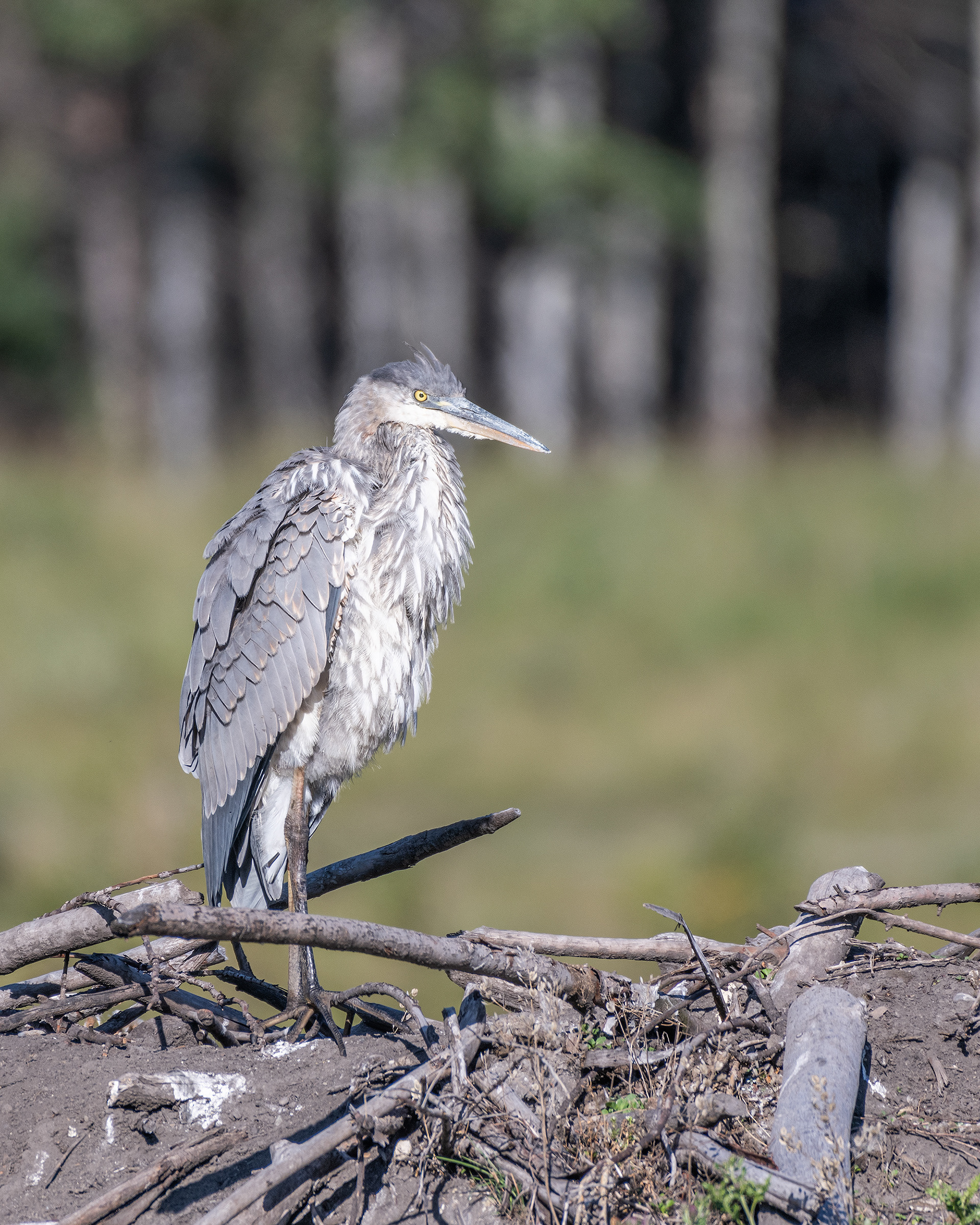 Great Blue Heron, Marshall Springs - Fish Creek Prov. Park, Calgary, AB