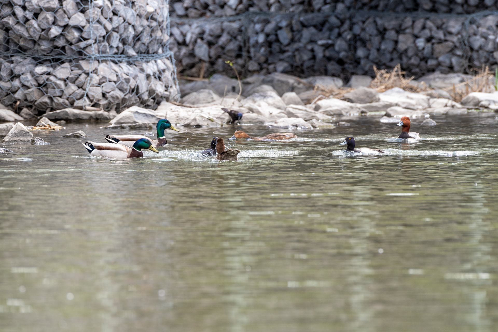 Redhead pair, Lesser Scaup pair, Greater Scaup, Mallards, Bridlewood Wetlands Park, Calgary, Alberta