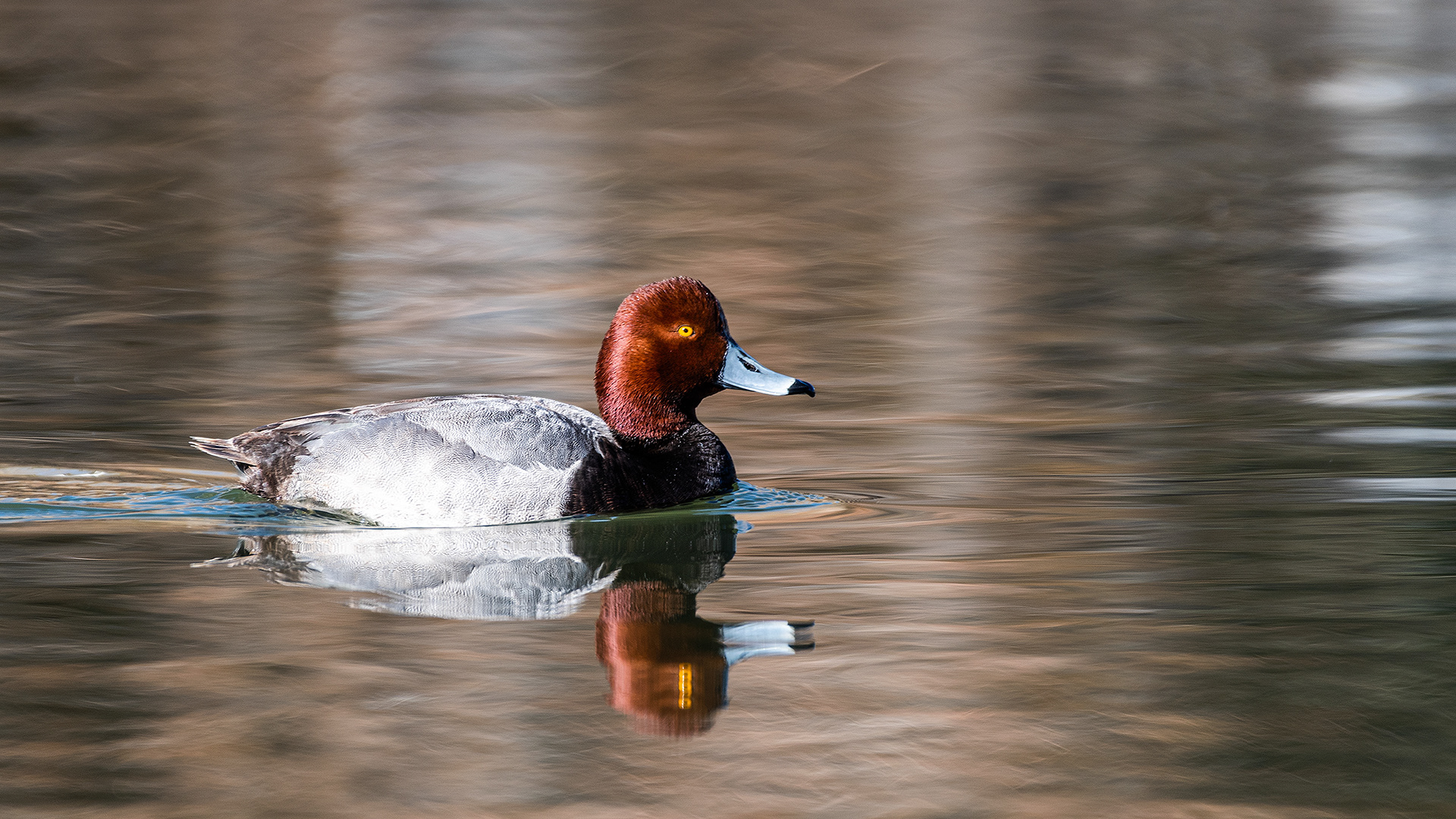 Redhead (male) at Bridlewood Wetlands Park, Calgary, Alberta