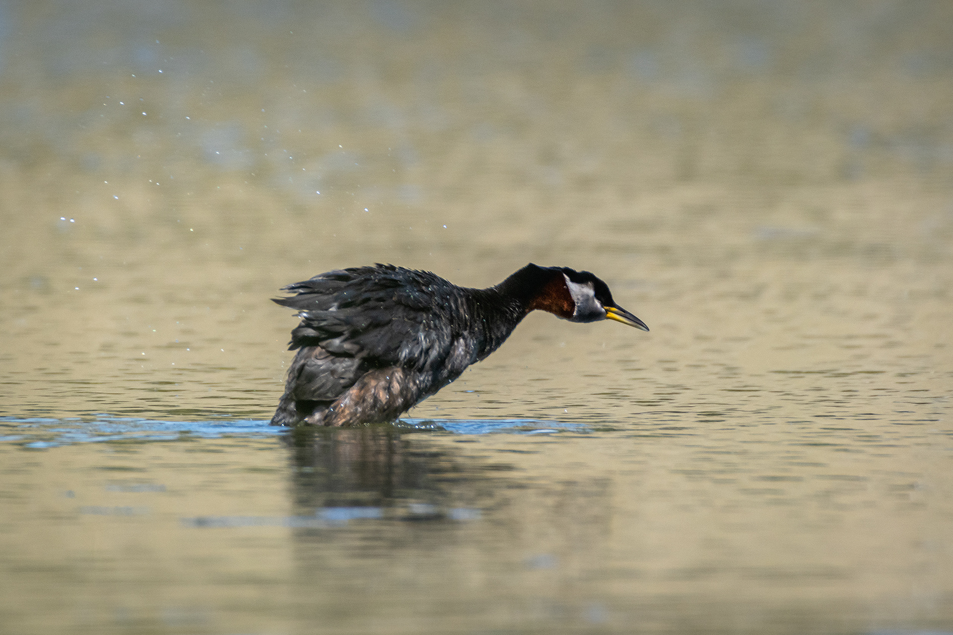 Red-necked Grebe (male), Marshall Springs ponds, Fish Creek Provincial Park, Calgary, AB