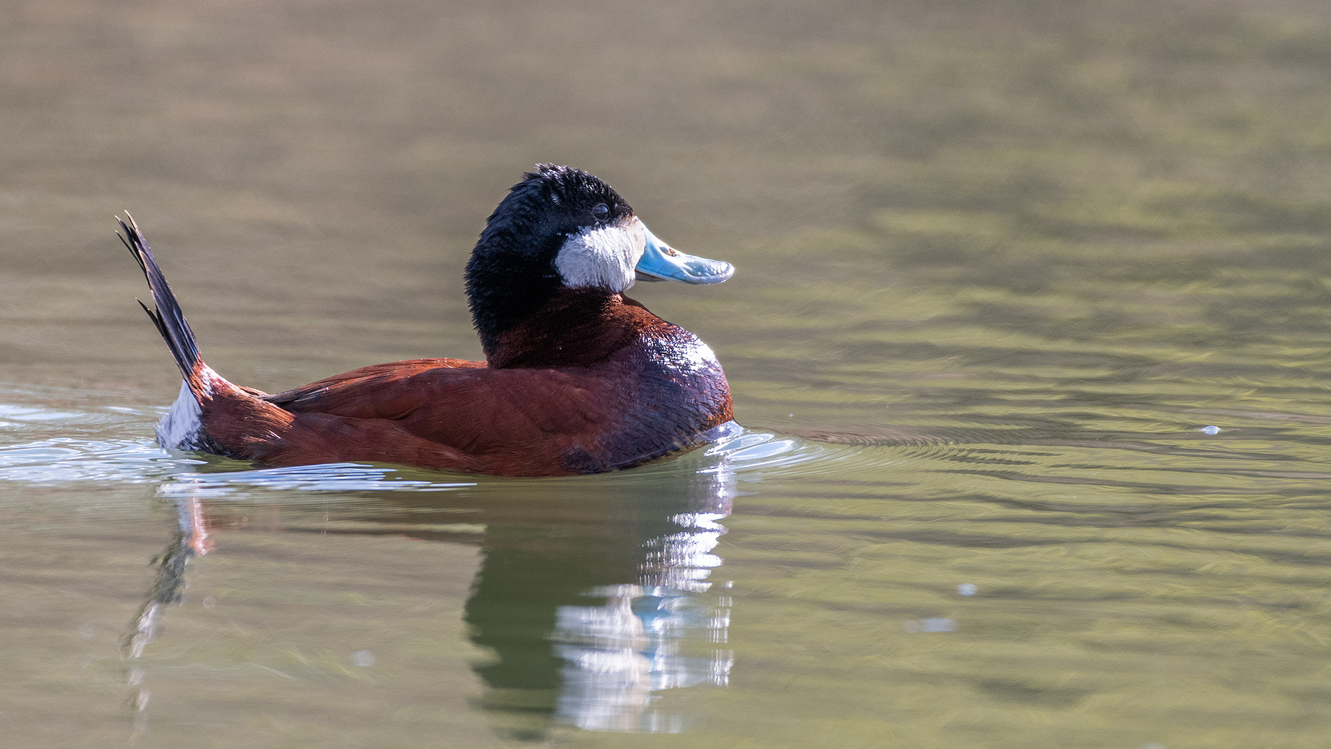 Ruddy Duck (male) at Bridlewood Wetlands Park, Calgary, Alberta