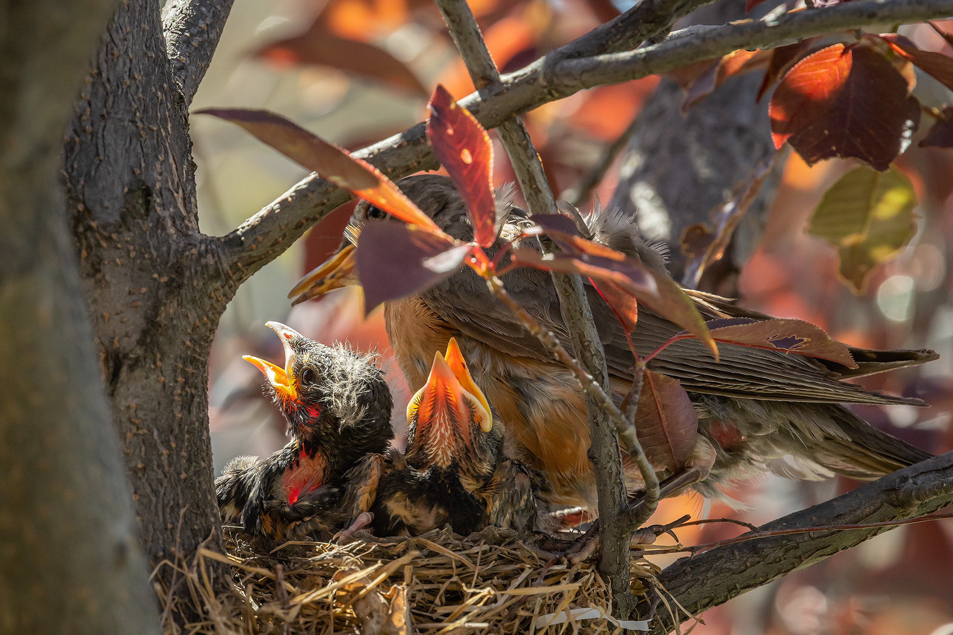 American Robin (female) with hatchlings, Bridlewood, Calgary, AB