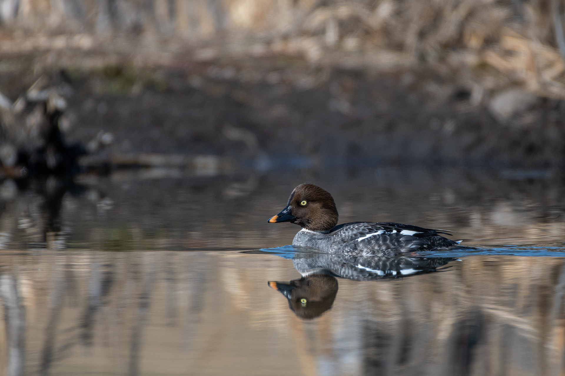 Common Goldeneye (female), Marshall Springs, Fish Creek Provincial Park, Calgary, AB