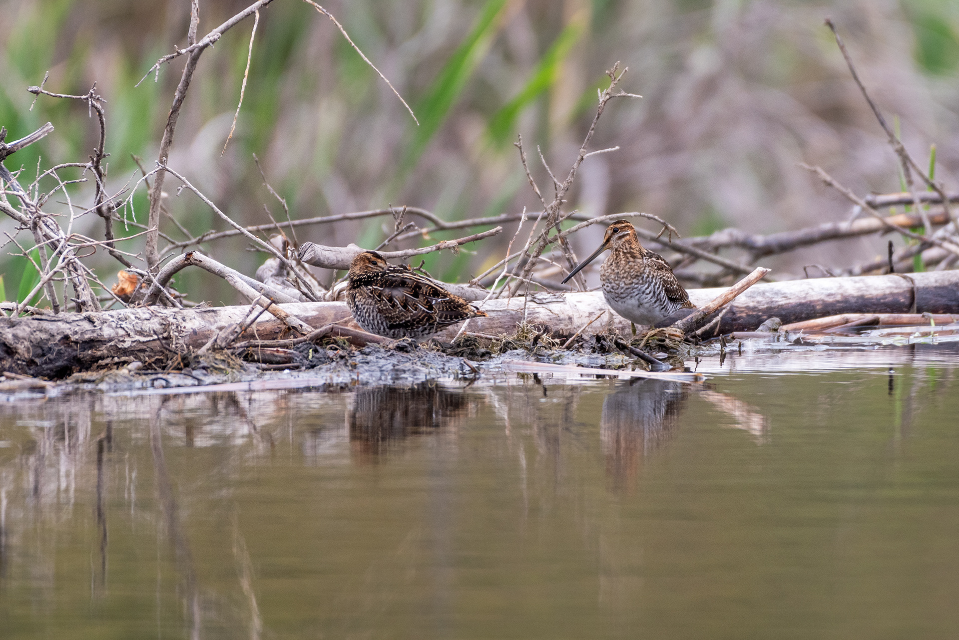 Snipe birds at the Marshall Springs ponds in Fish Creek Provincial Park