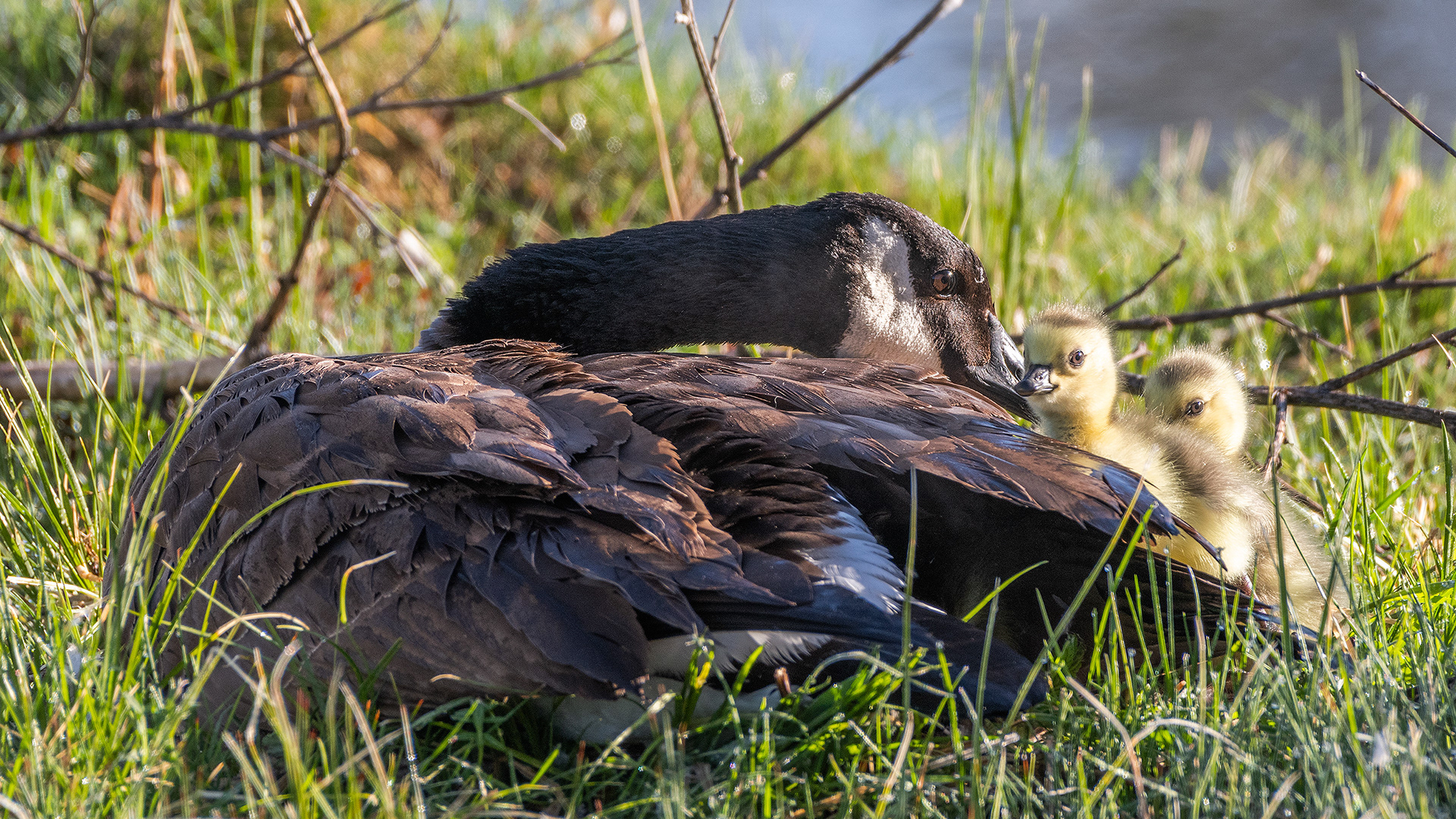 Canada Goose with goslings, Inglewood Bird Sanctuary & Nature Centre, Calgary, Alberta