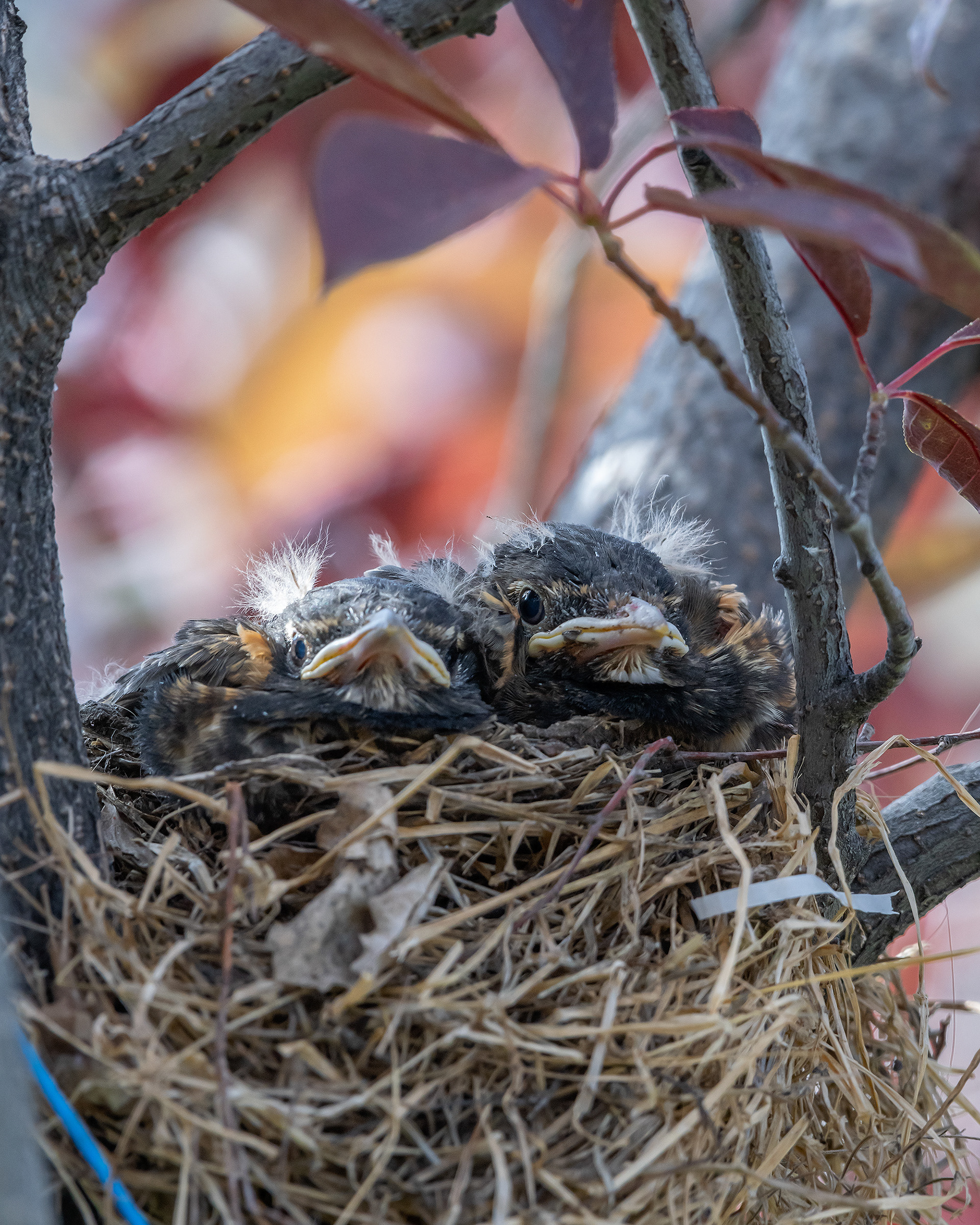 American Robin hatchlings, Bridlewood, Calgary, AB