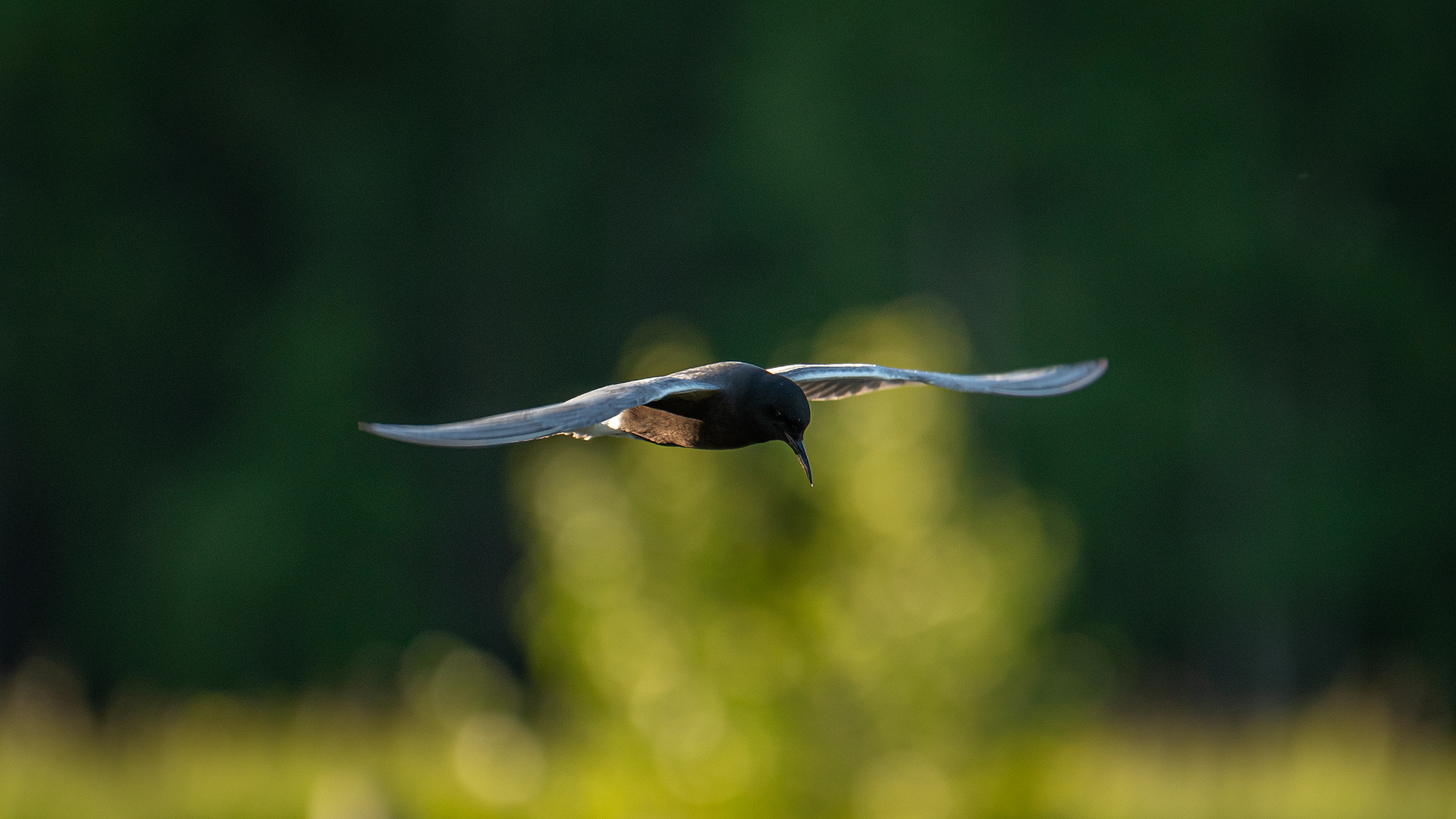Black Tern (in flight), Marshall Springs ponds, Fish Creek Provincial Park, Calgary, AB