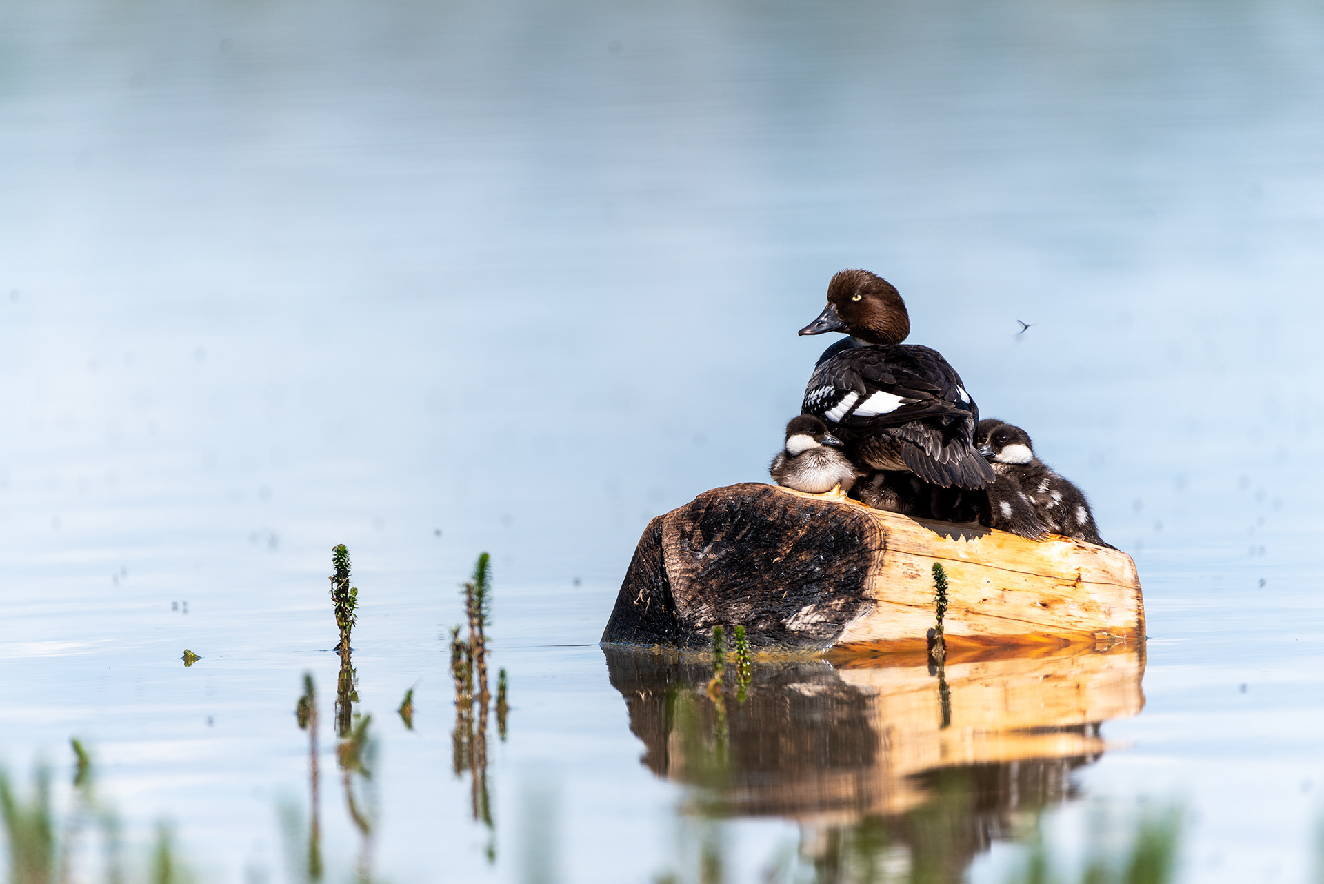 Common Goldeneye, ducklings, Glenmore Reservoir, Elbow River, Calgary, Alberta