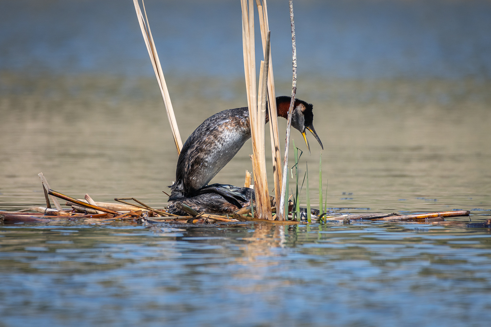 Red-necked Grebe pair mating, Marshall Springs ponds, Fish Creek Provincial Park, Calgary, AB