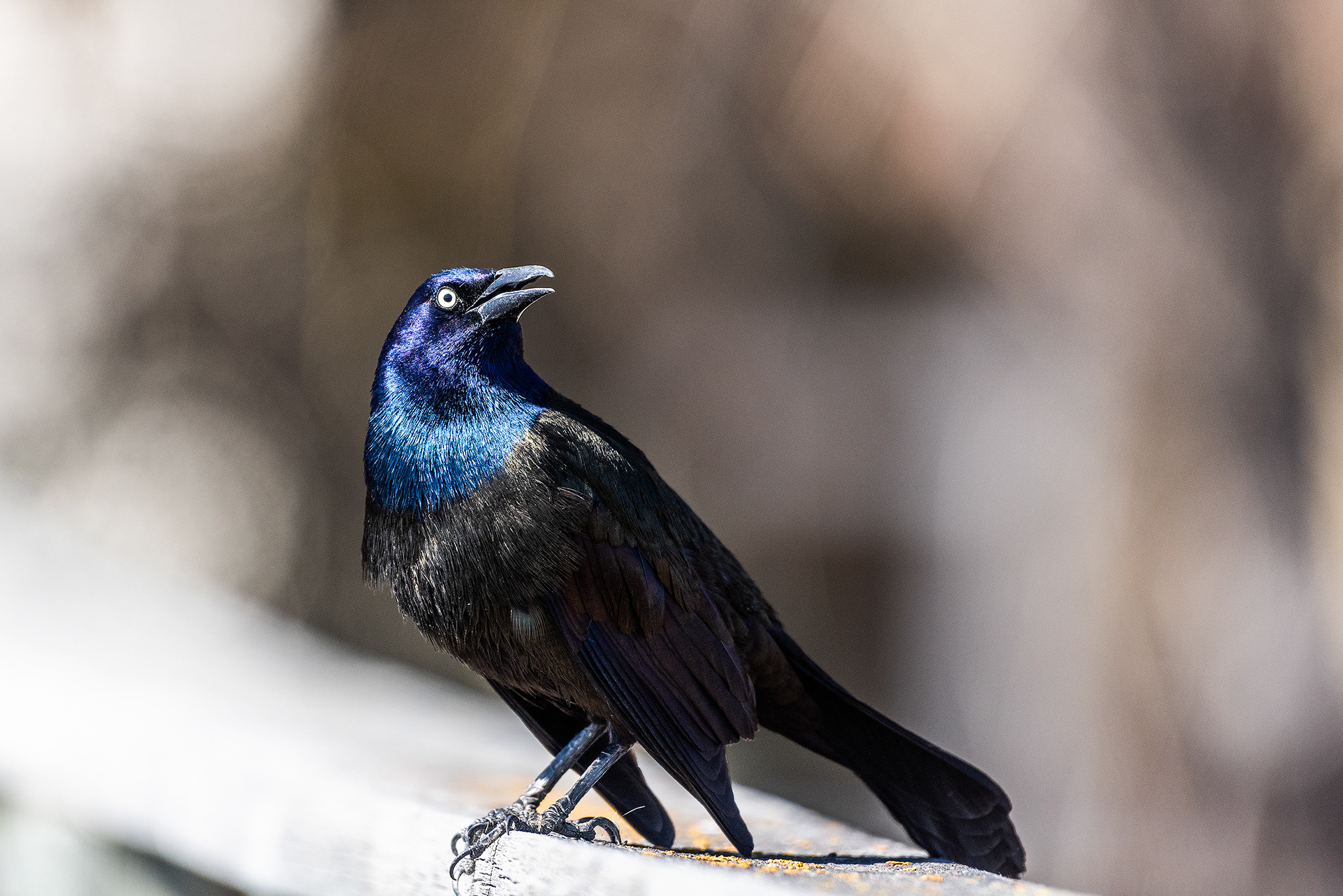 Common Grackle at Bridlewood Wetlands Park, Calgary, Alberta