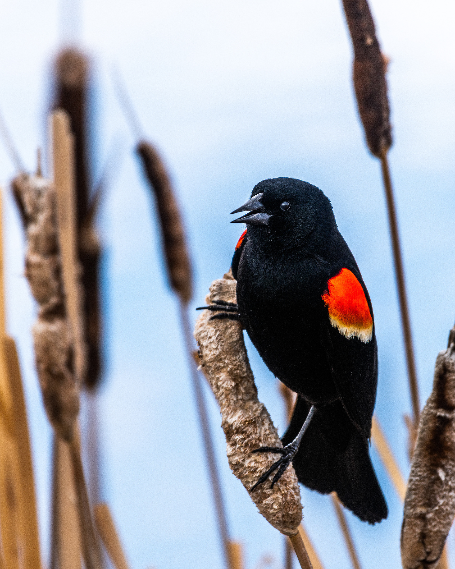 Red-winged Blackbird (male) at Bridlewood Wetlands Park, Calgary, Alberta