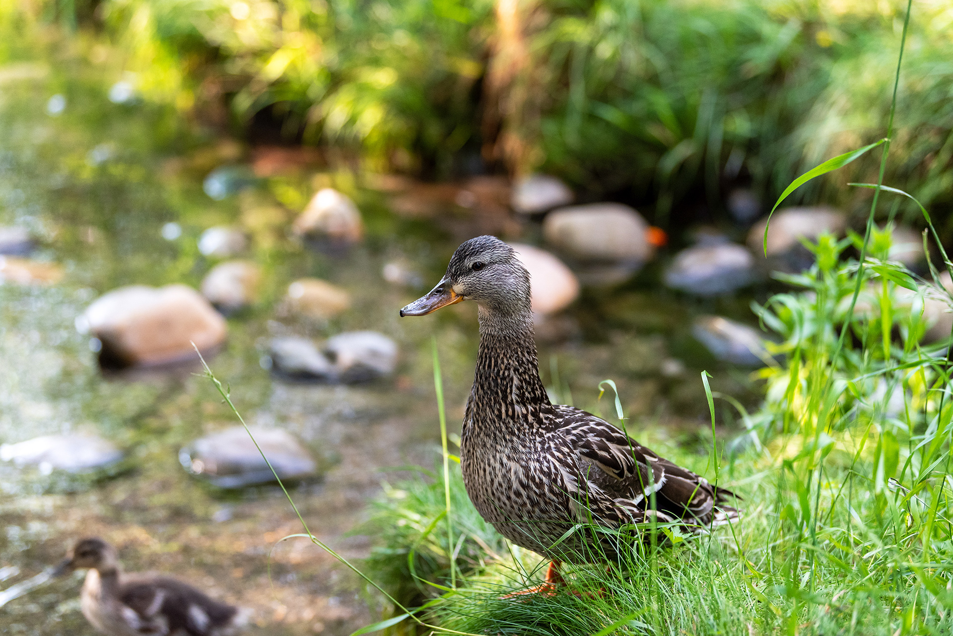 Mallard, Bridlewood Wetlands Park, Calgary, Alberta