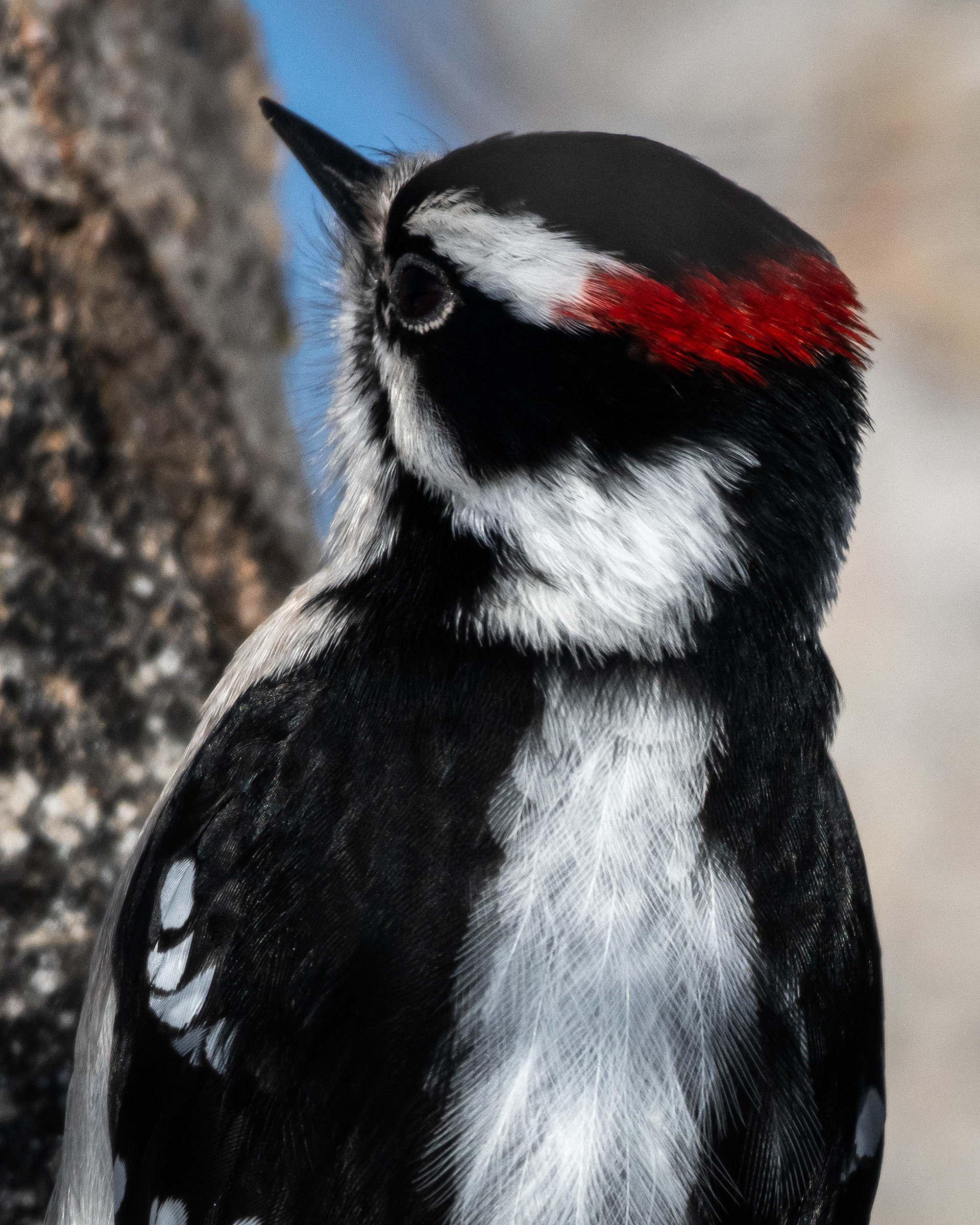 Downy Woodpecker (male), near the Marshall Springs area of Fish Creek Provincial Park, Calgary, AB