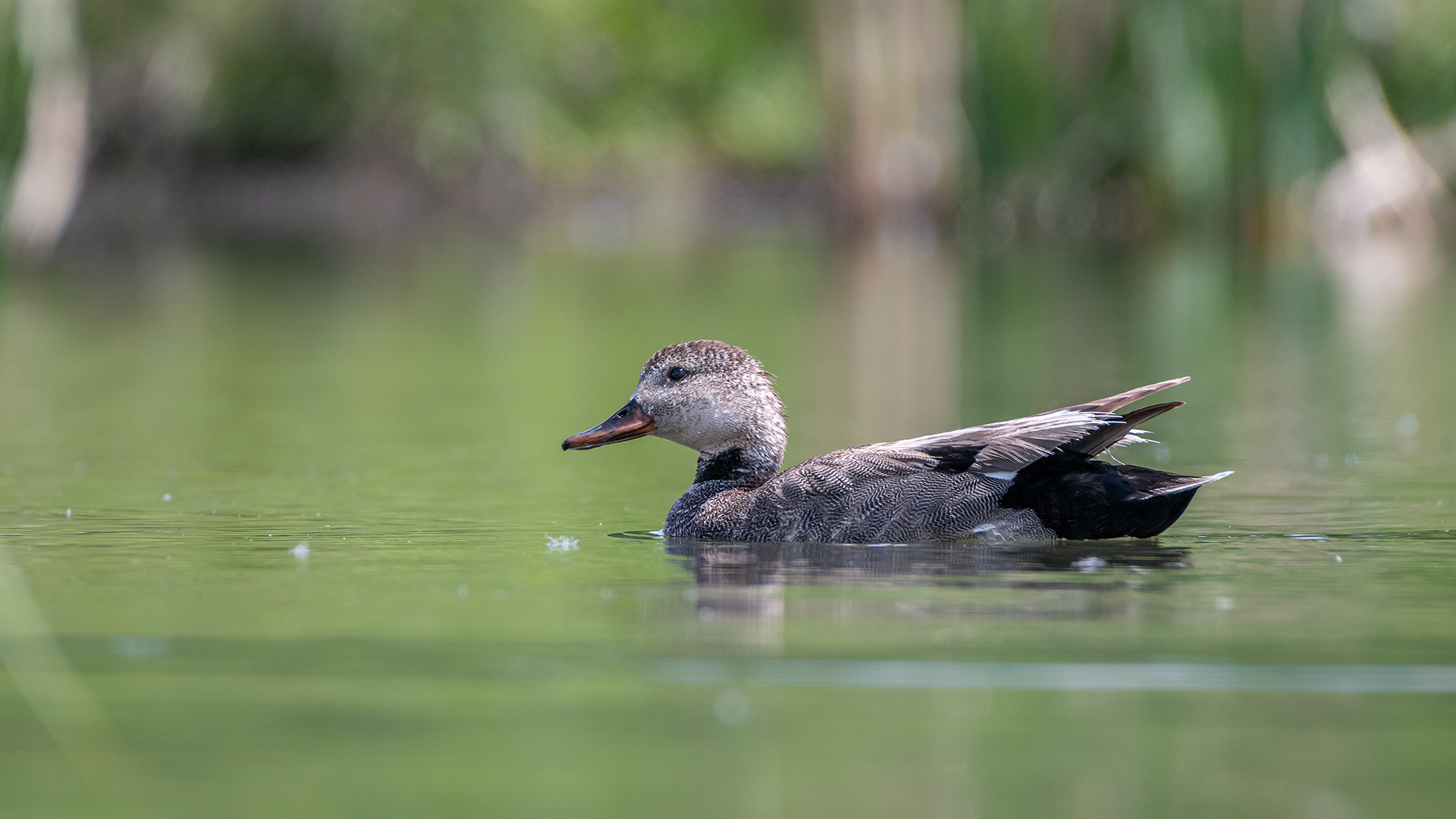 Gadwall (female), Marshall Springs ponds, Fish Creek Provincial Park, Calgary, AB