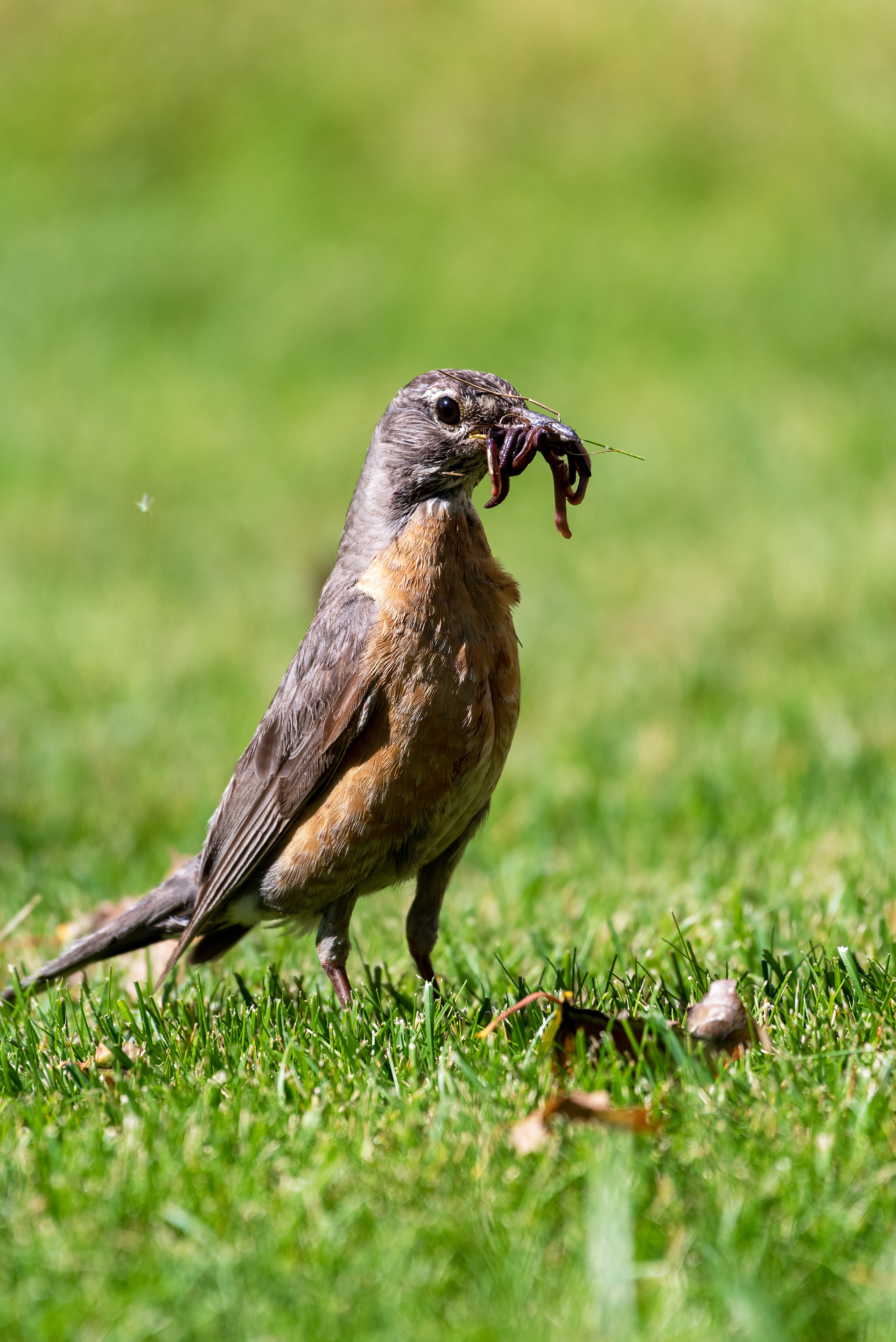 Bill already full of worms, American Robin continues to search the grass for more