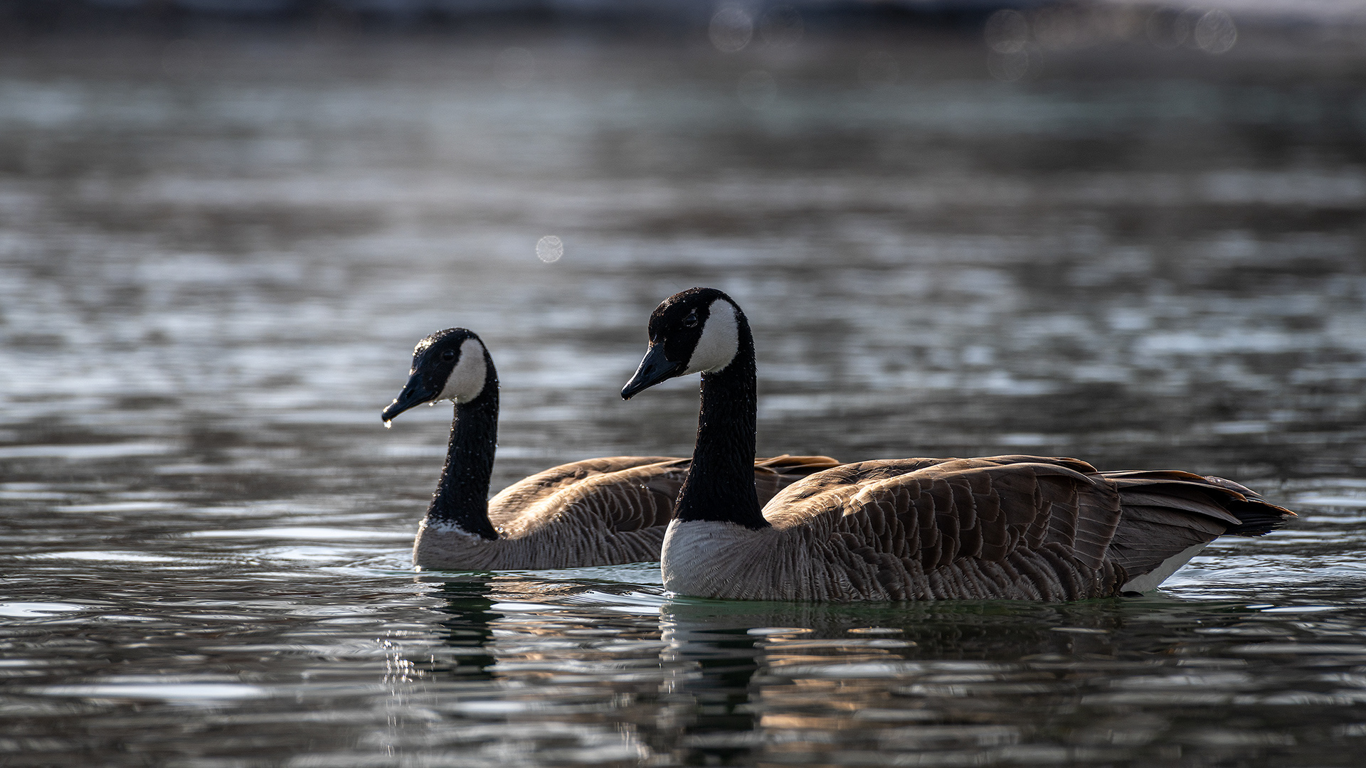 Canada Geese pair, near the Harvie Passage of the Bow River, Pearce Estate Park, Calgary, AB