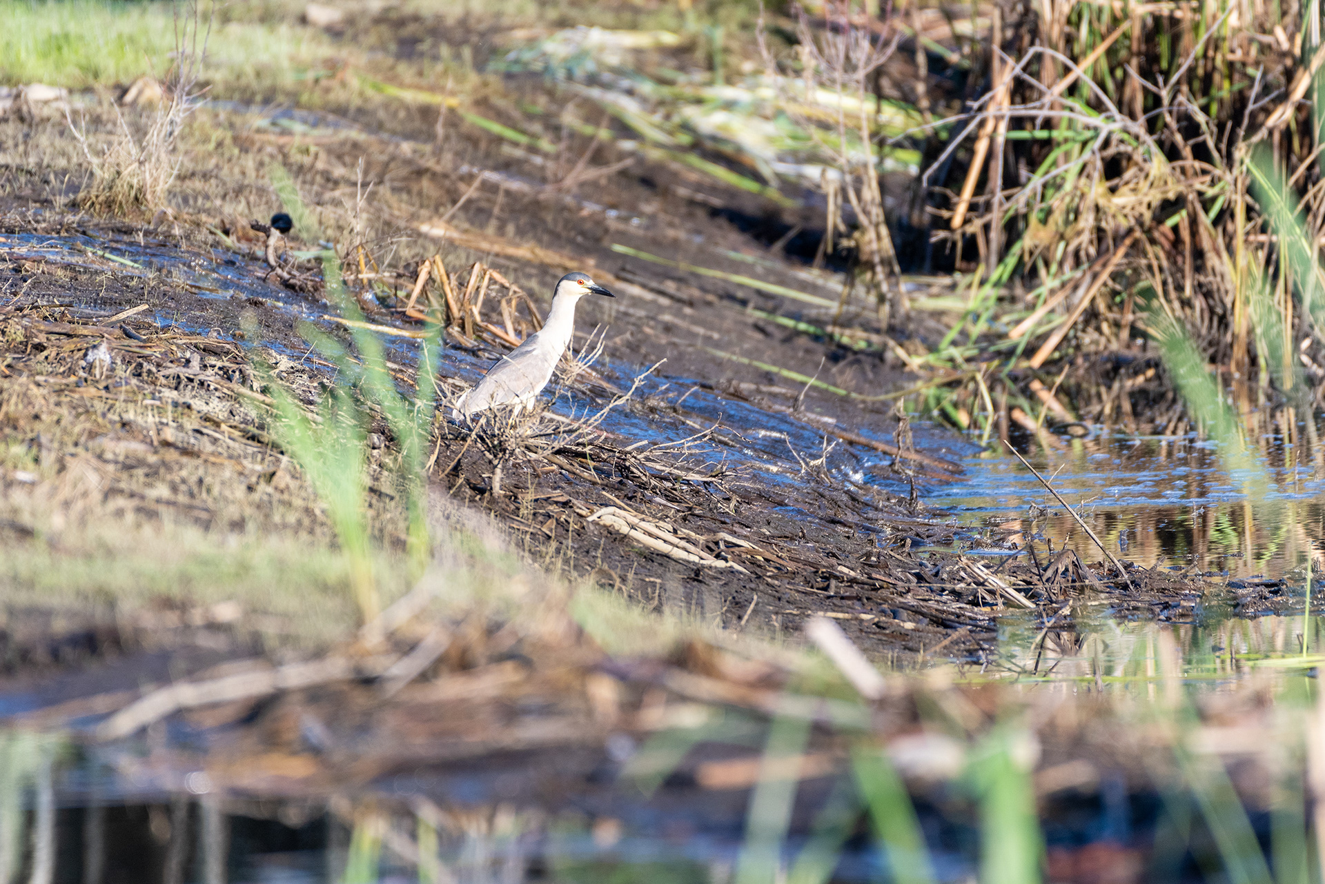 Black-crowned Night-Heron (standing, side view)