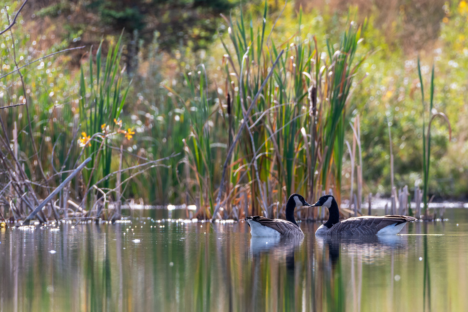 Canada Geese at the Marshall Springs ponds in Fish Creek Provincial Park