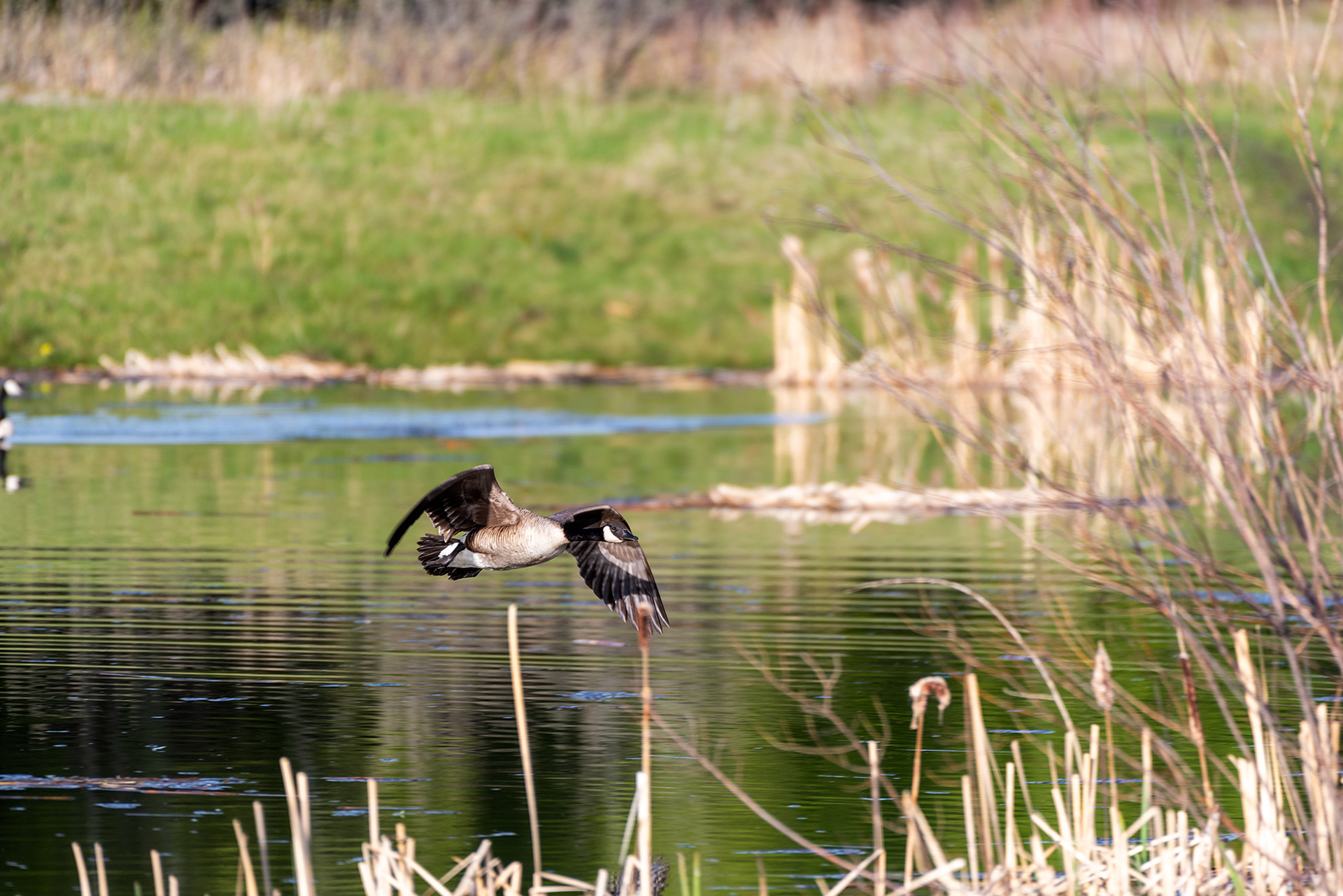 Canada Goose, Marshall Springs, Fish Creek Provincial Park, Calgary, Alberta