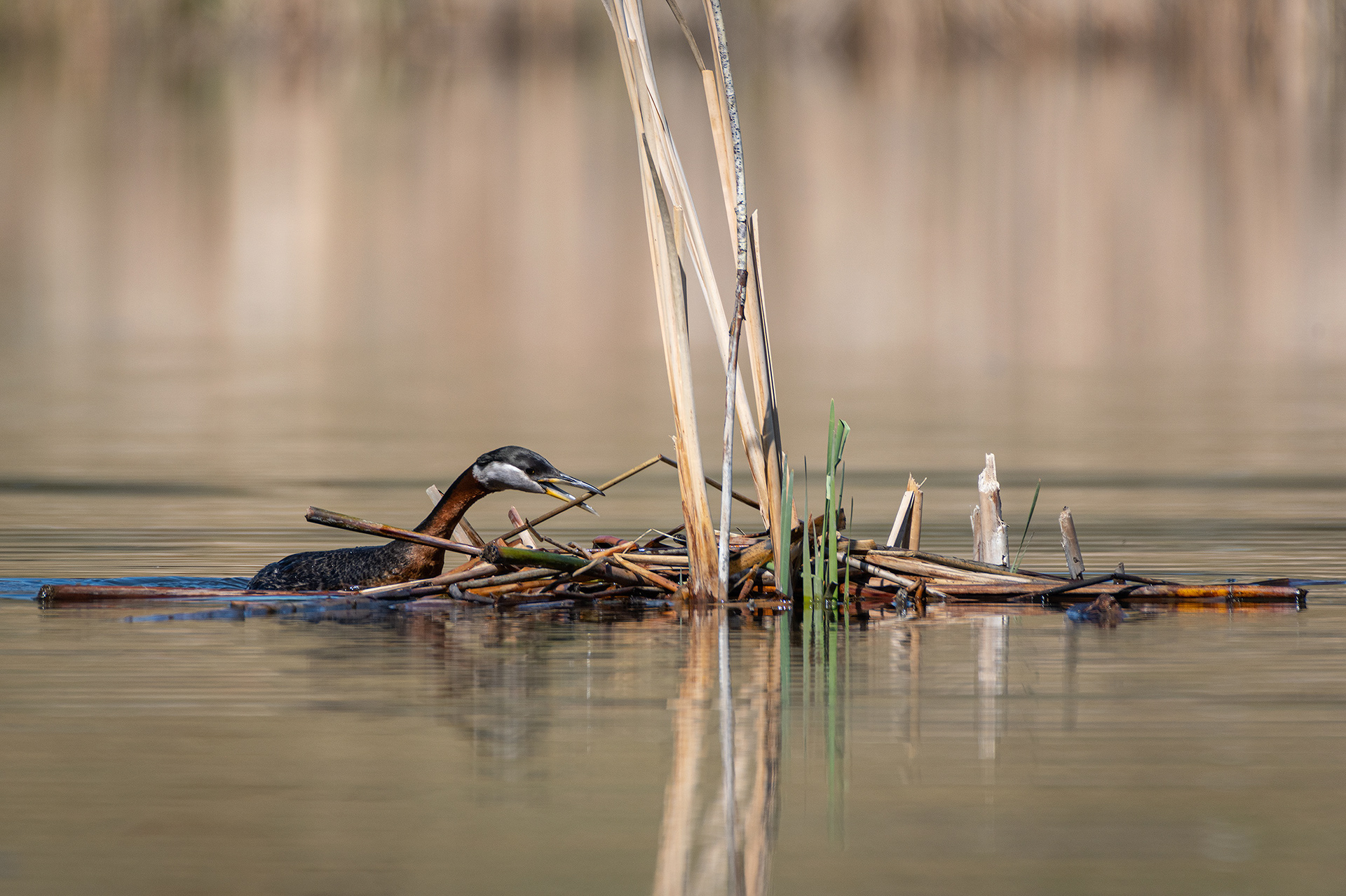 Red-necked Grebe, Marshall Springs ponds, Fish Creek Provincial Park, Calgary, AB