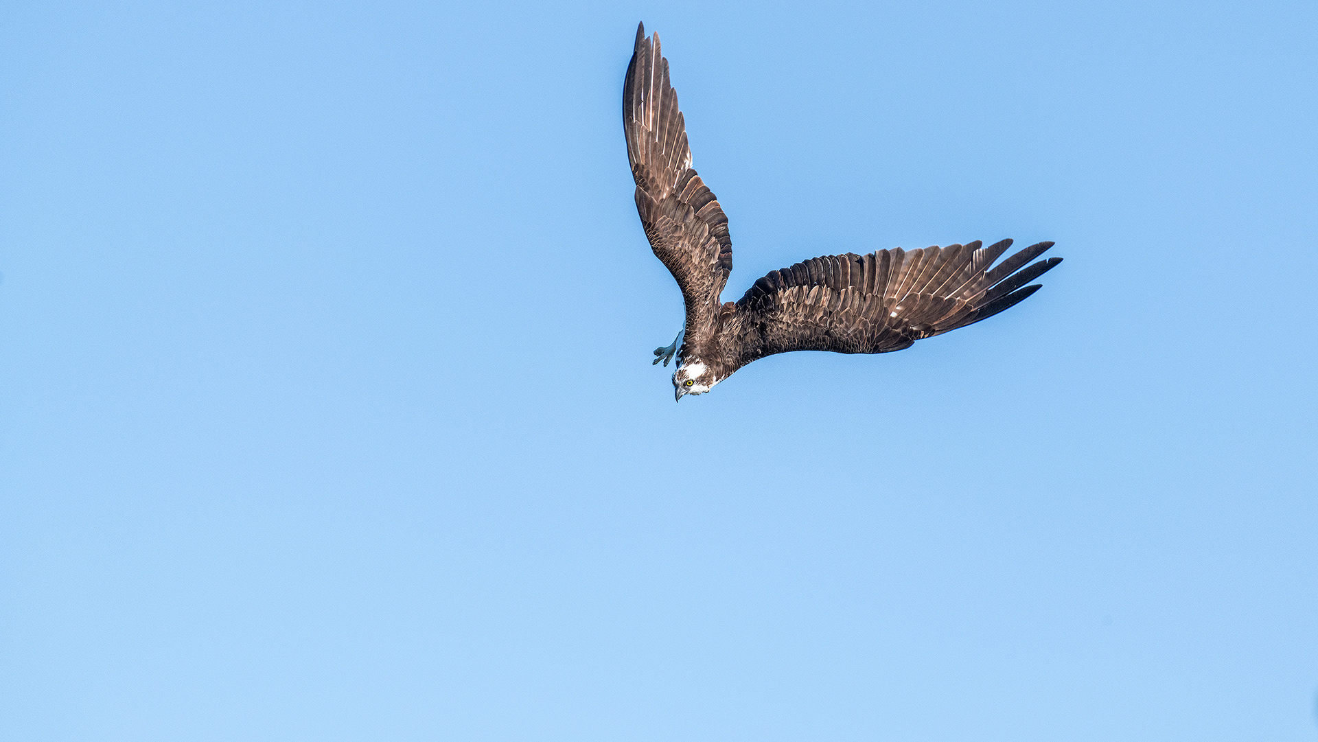 Osprey in flight, Marshall Springs - Fish Creek Prov. Park, Calgary, AB