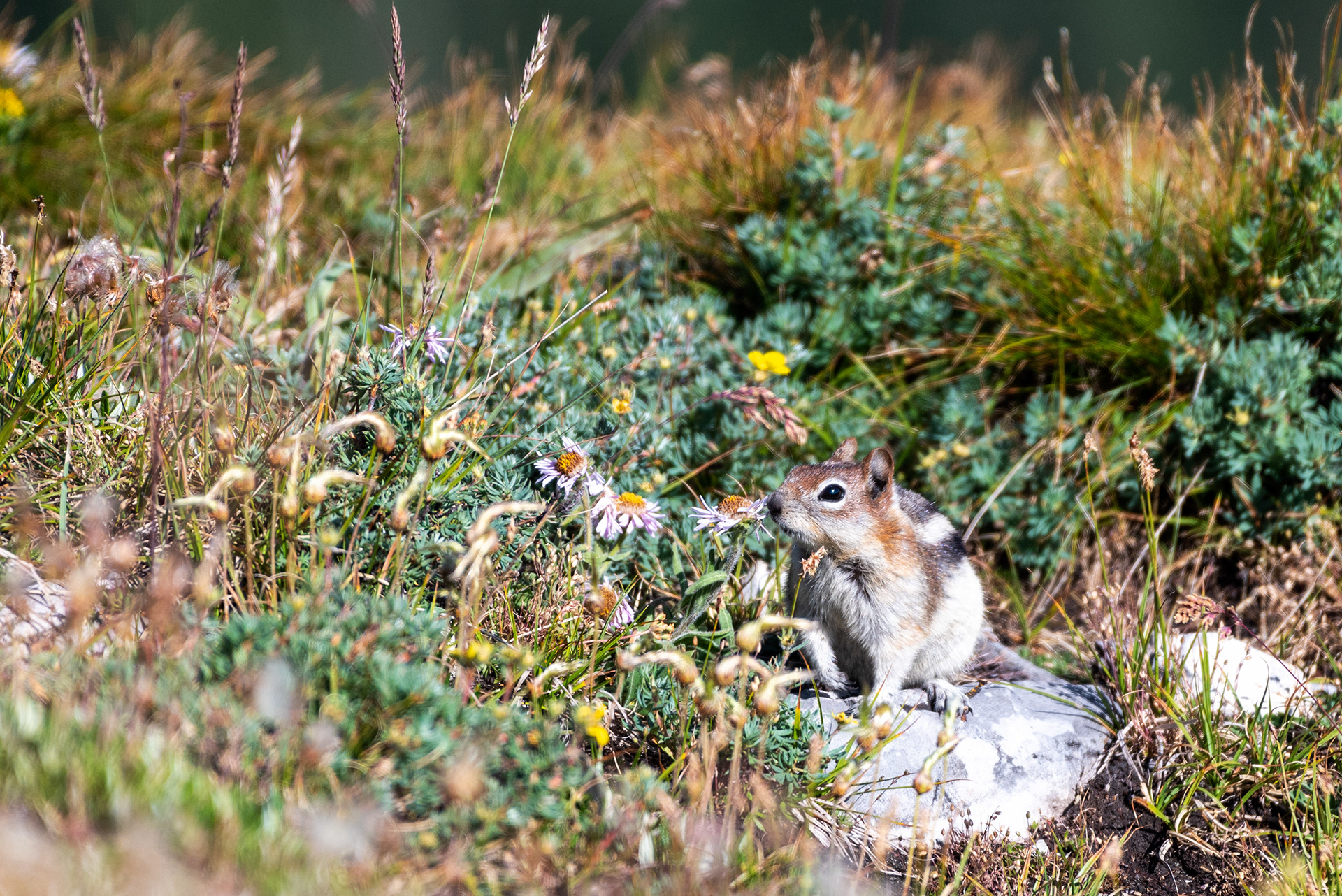 Chipmunk
