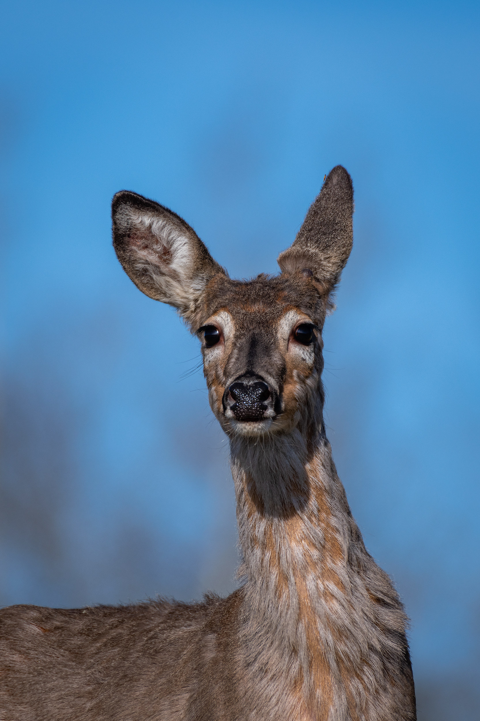 Deer, Marshall Springs ponds area, Fish Creek Provincial Park, Calgary, AB
