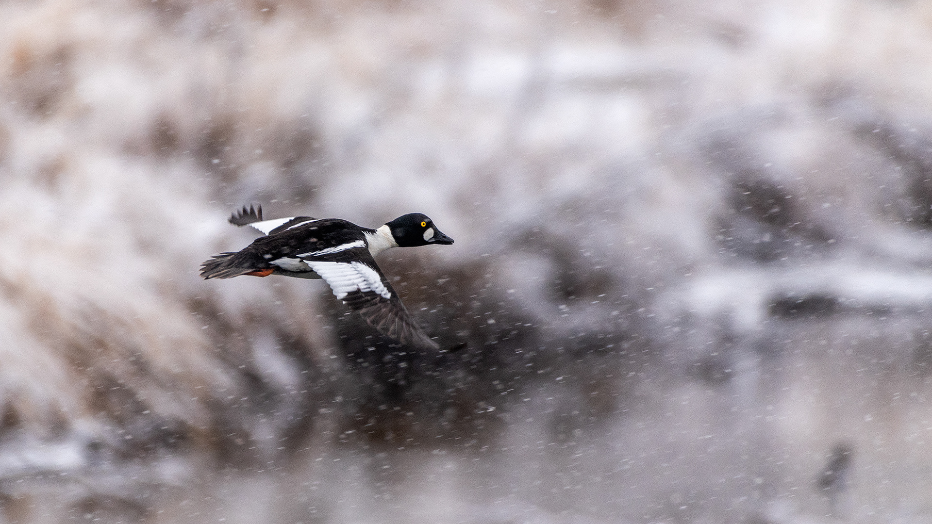 Common Goldeneye (male) in flight at the Inglewood Bird Sanctuary & Nature Centre, Calgary, Alberta