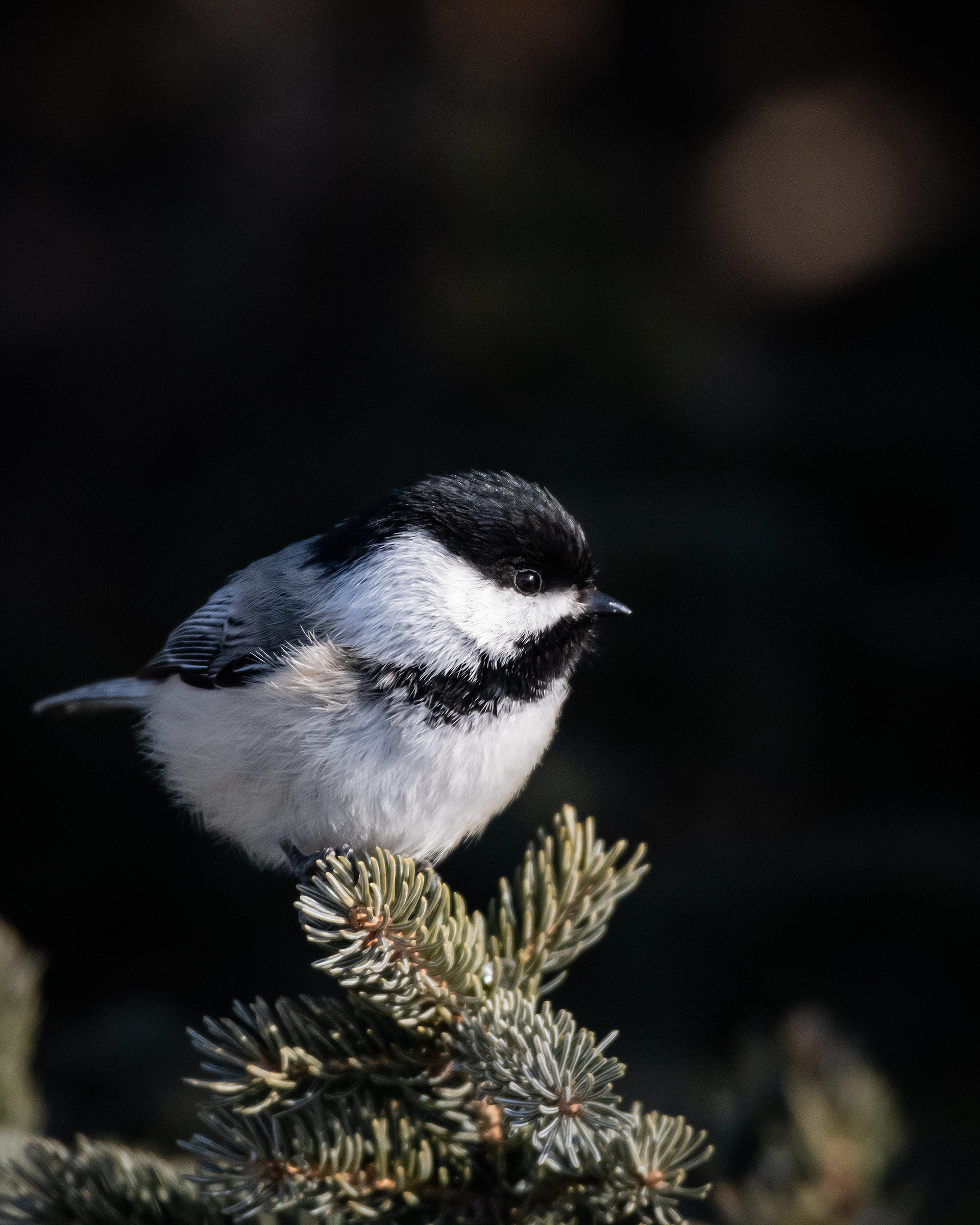 Black-capped Chickadee, near the Marshall Springs area of Fish Creek Provincial Park, Calgary, AB