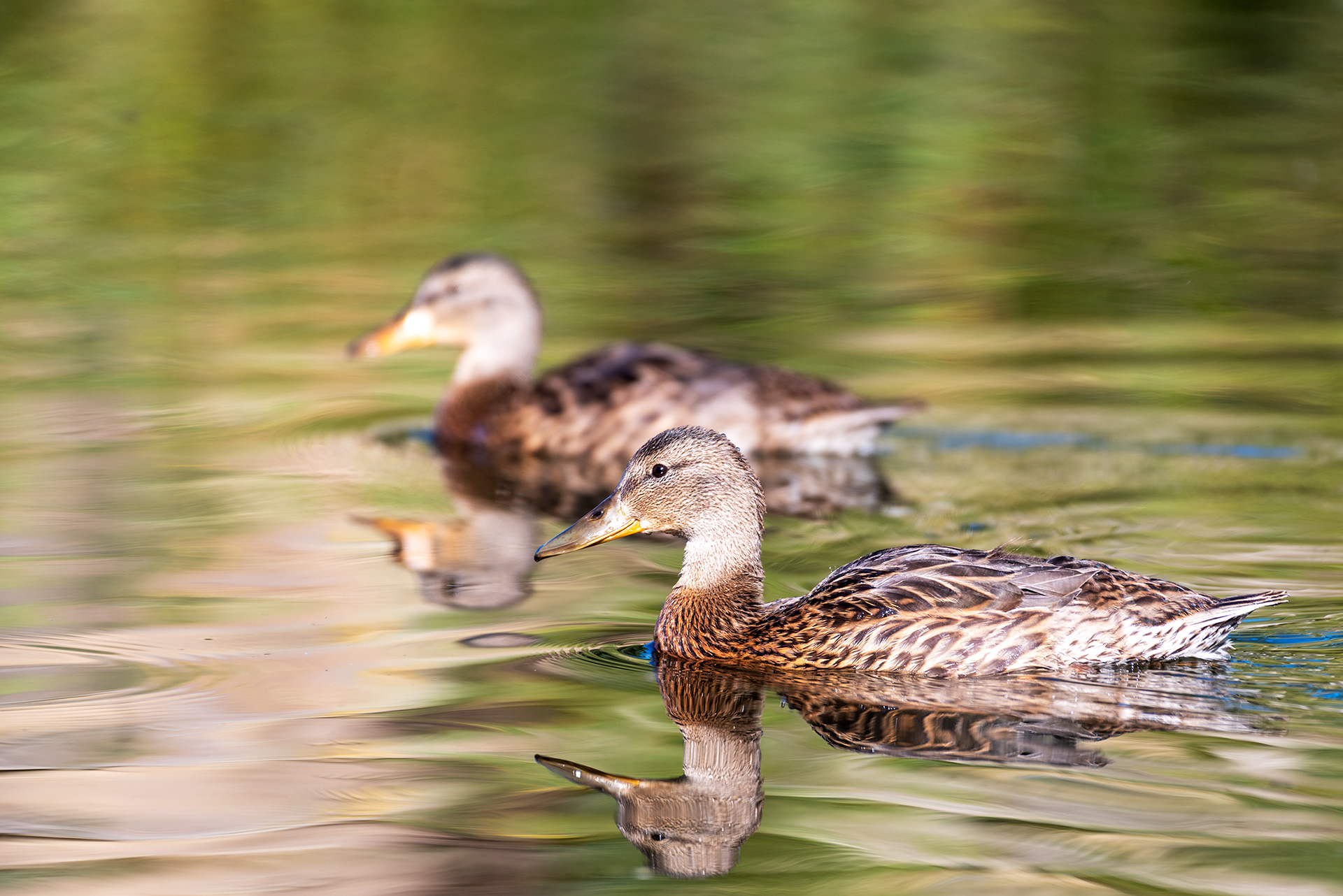Mallards at a neighborhood pond in Evergreen