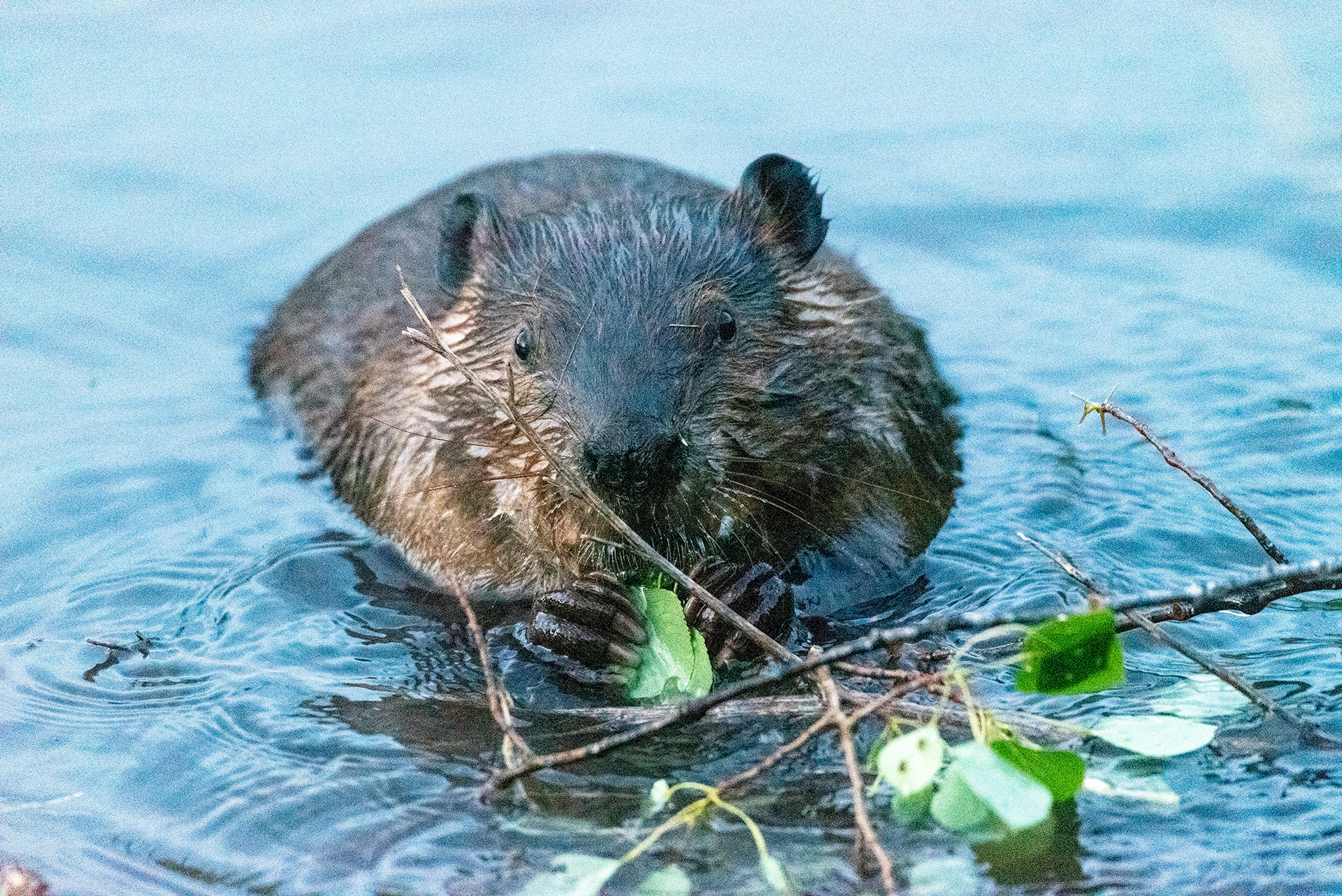 Beaver enjoying a freshly downed tree