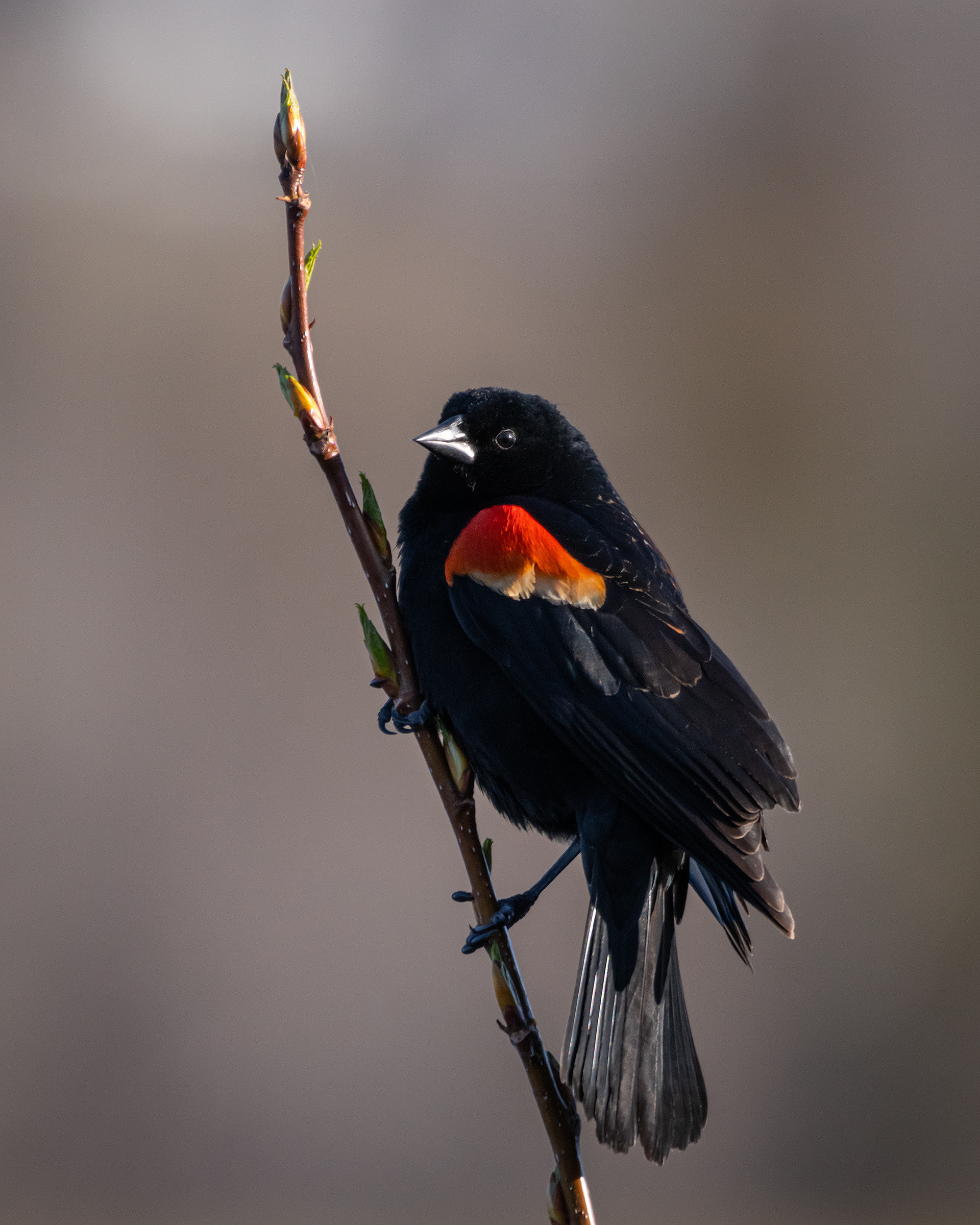 Red-winged Blackbird (male), Marshall Springs, Fish Creek Provincial Park, Calgary, AB