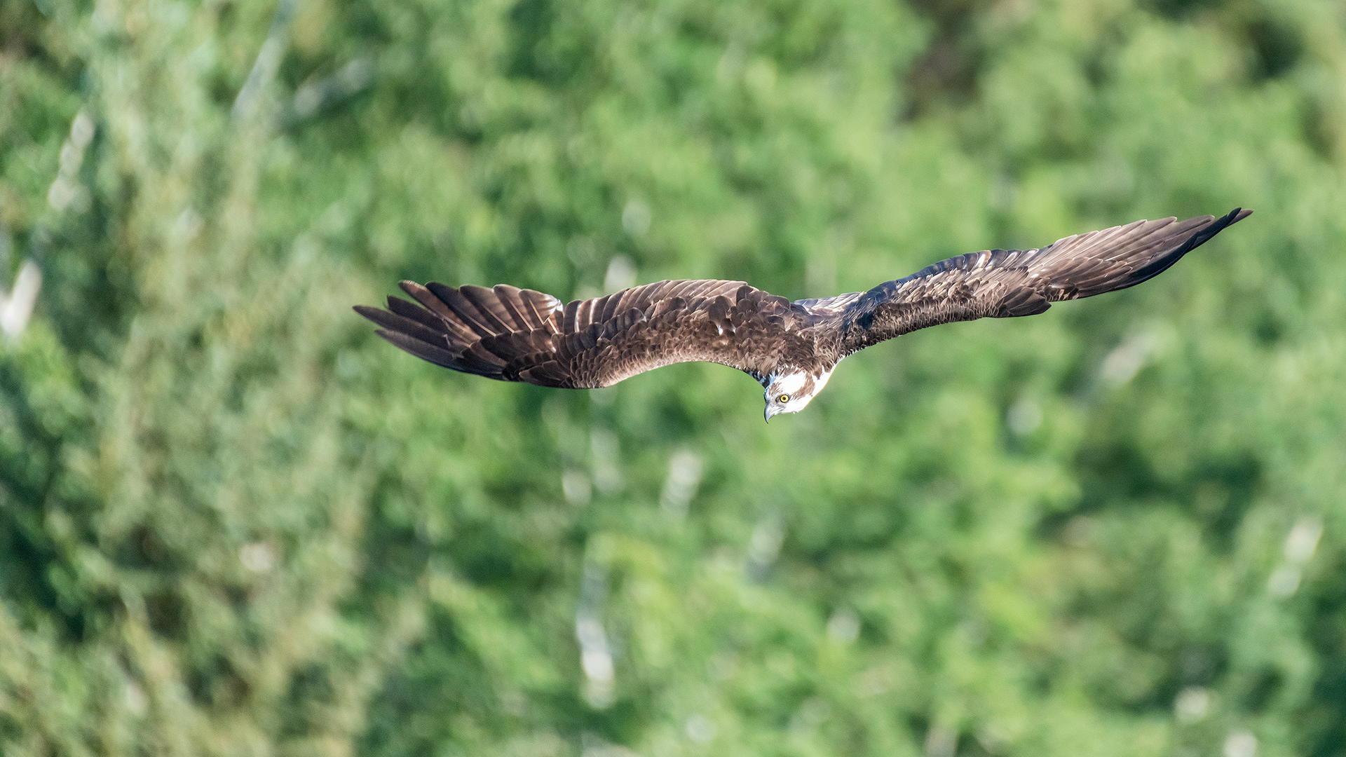 Osprey in flight, Marshall Springs - Fish Creek Prov. Park, Calgary, AB
