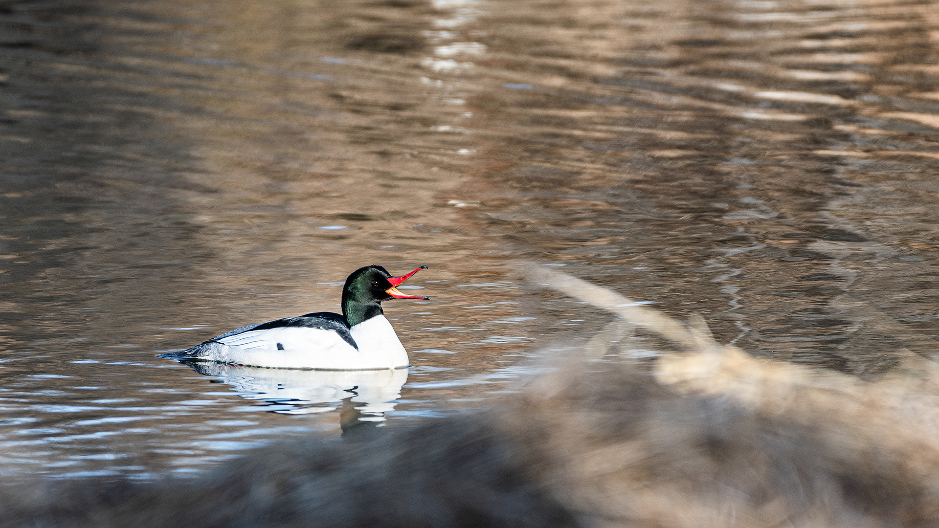 Common Merganser (male) at the Inglewood Bird Sanctuary & Nature Centre, Calgary, Alberta