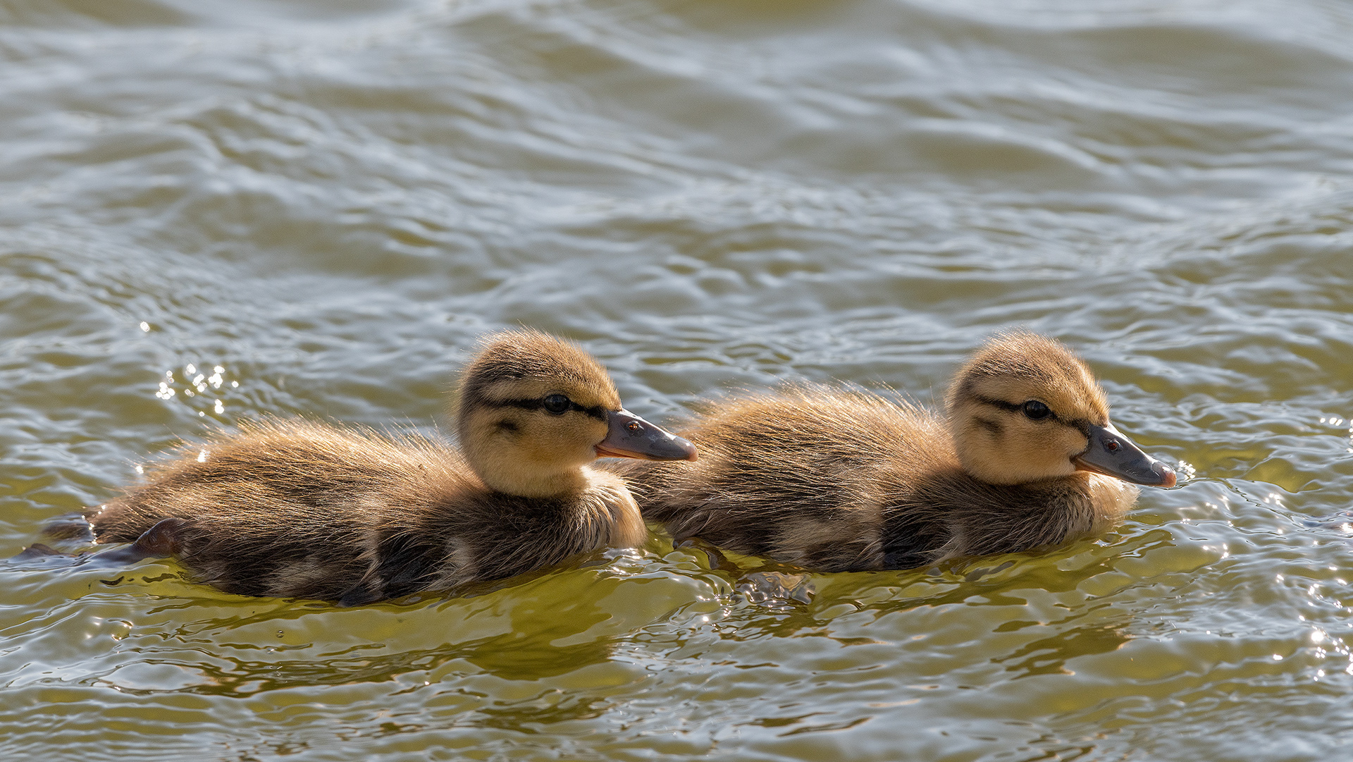 Mallard ducklings at Bridlewood Wetlands Park, Calgary, Alberta