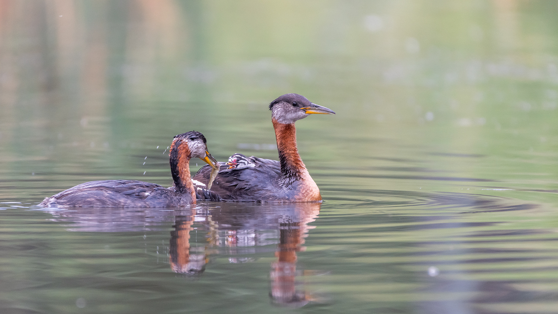 Red-necked Grebe pair with the two chicks (male has the chicks aboard (only one visible), female feeding the chicks), Marshall Springs - Fish Creek Prov. Park, Calgary, AB